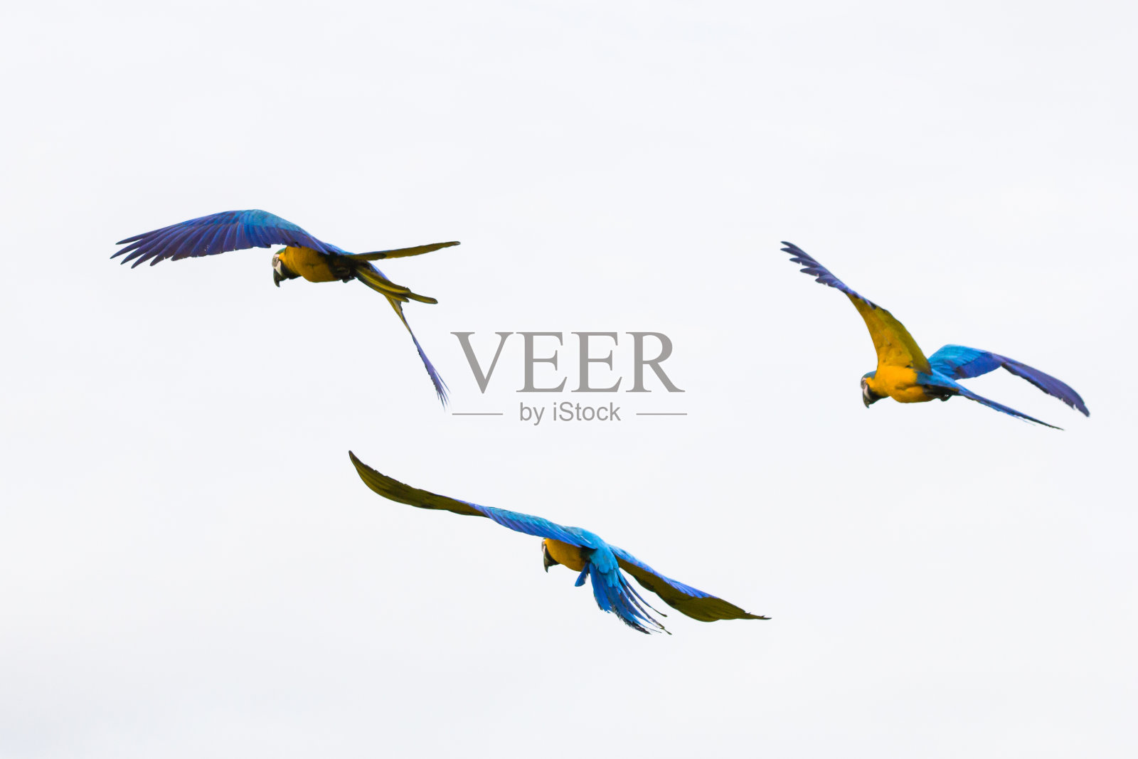 巴西金刚鹦鹉飞-马托格罗索州-巴西照片摄影图片