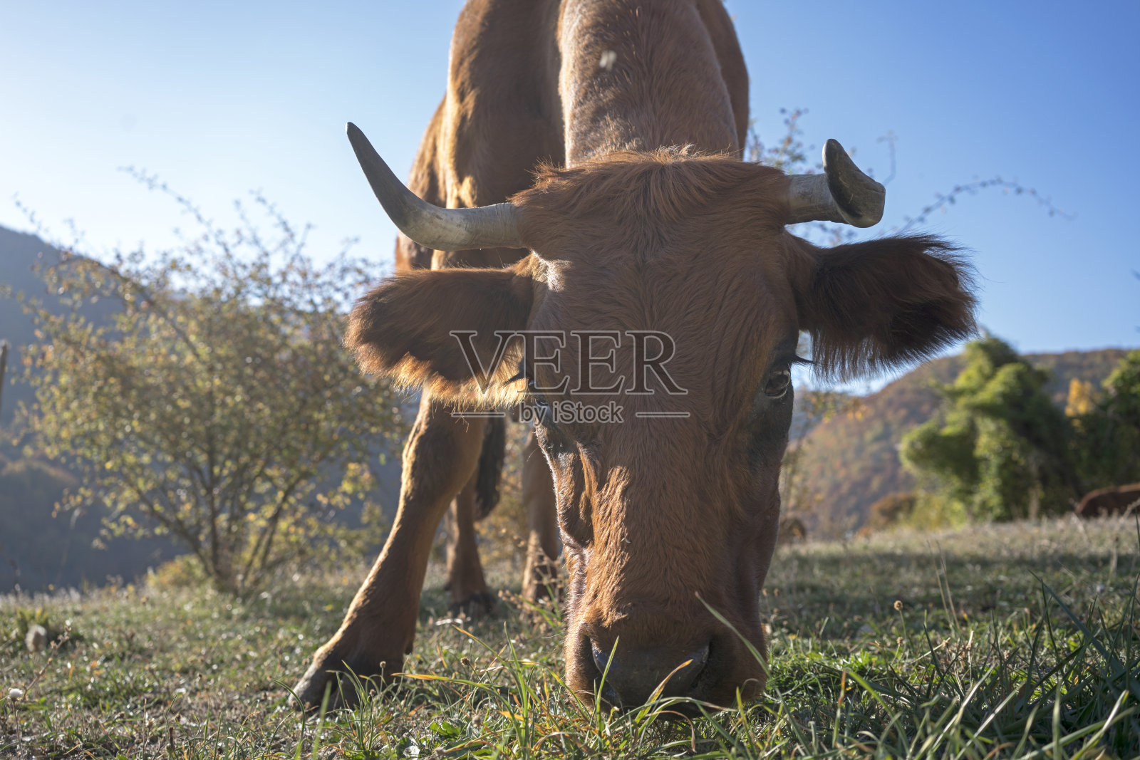 牛放牧特写照片摄影图片