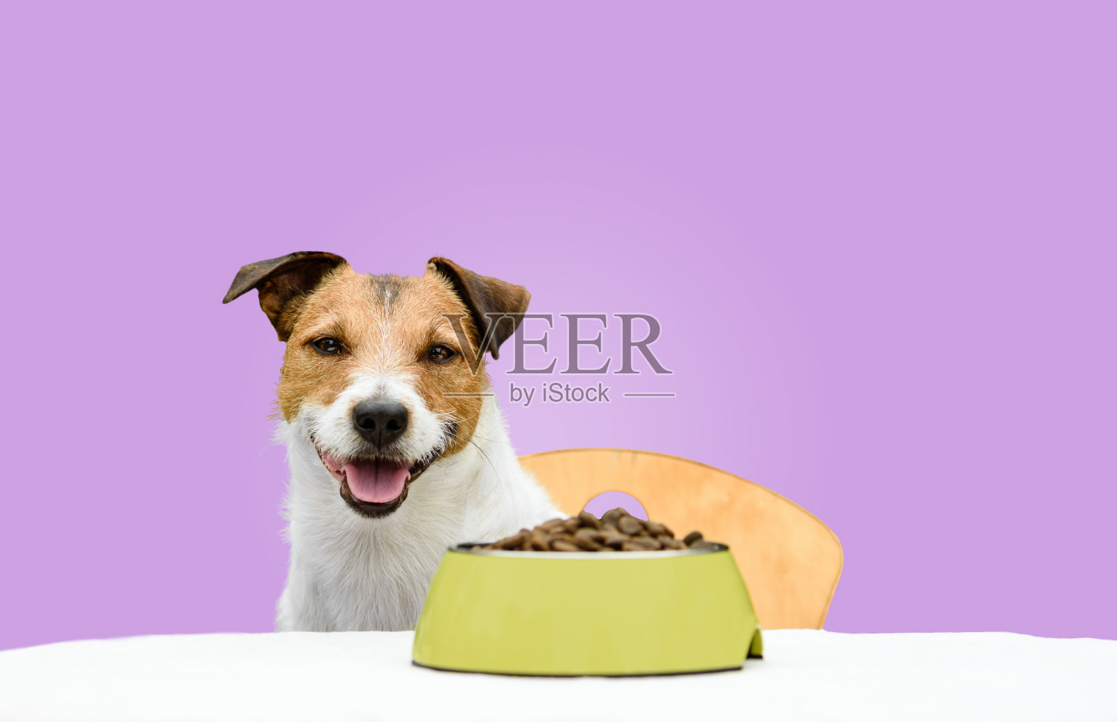 快乐和愉快的狗吃干宠物食品碗与纯紫色的背景照片摄影图片