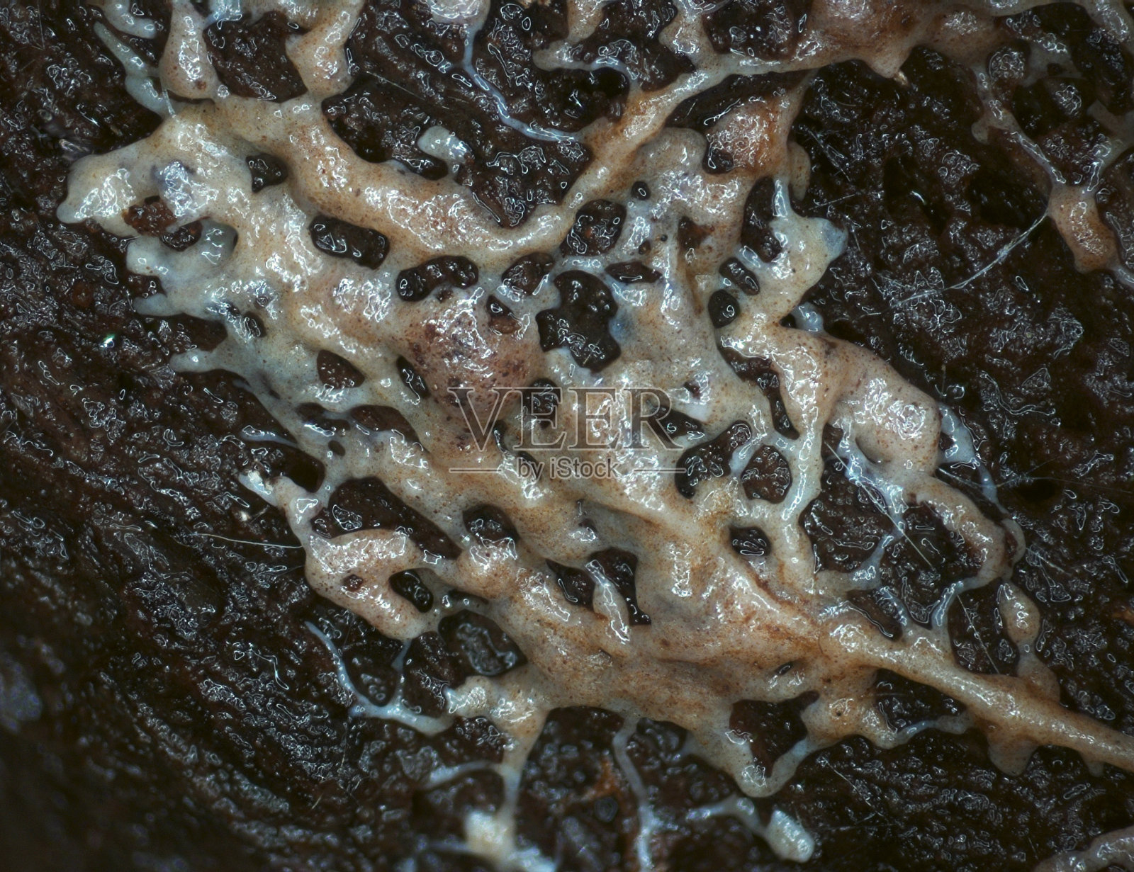 粘菌基质上黏液霉菌的一种有光泽的移动的疟原虫照片摄影图片