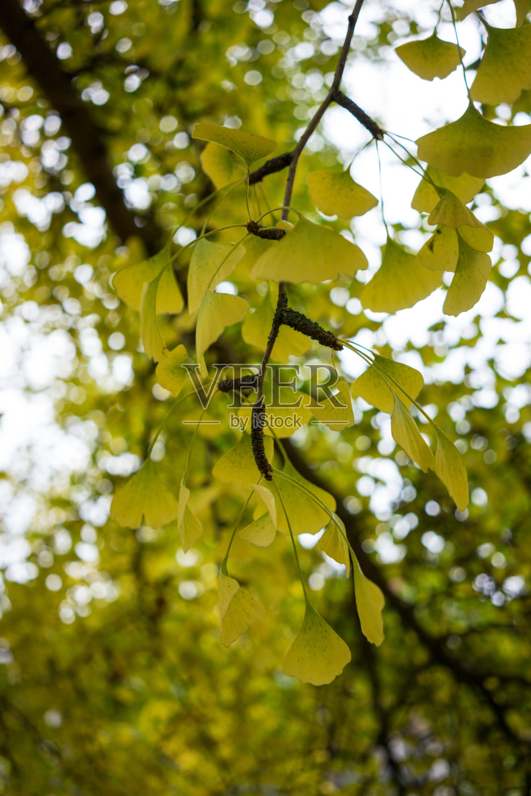 银杏叶在秋季照片摄影图片