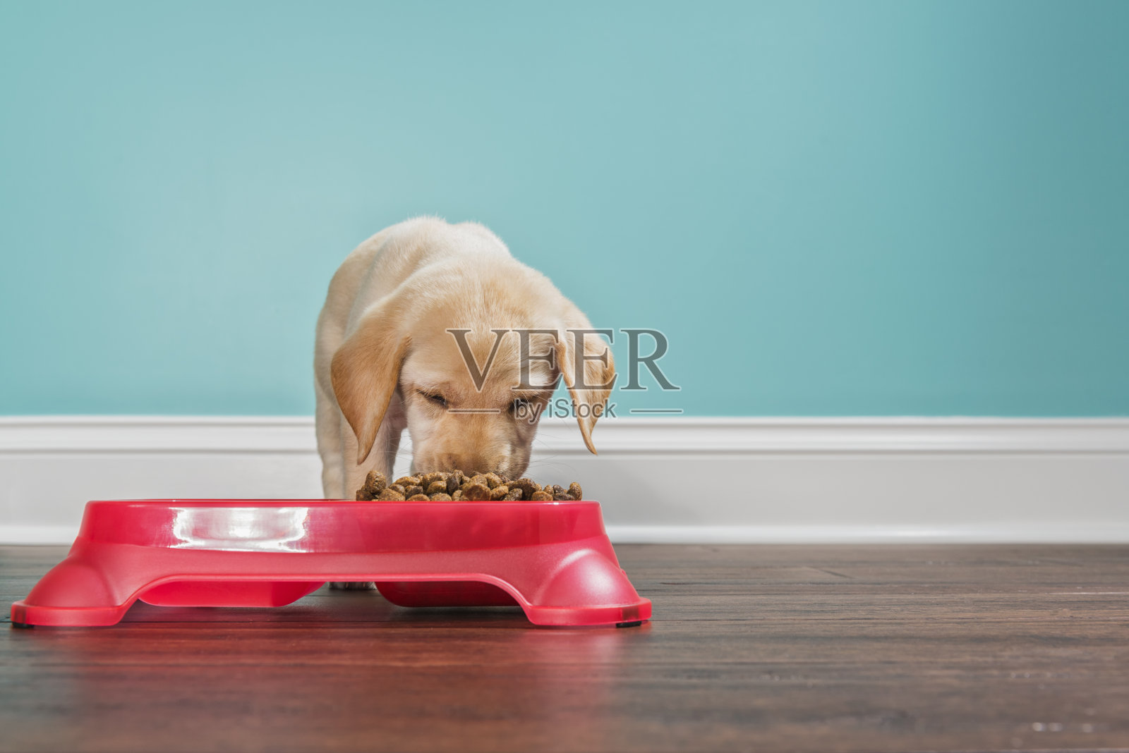 一只黄色的拉布拉多小狗正在吃一个宠物盘，7周大照片摄影图片