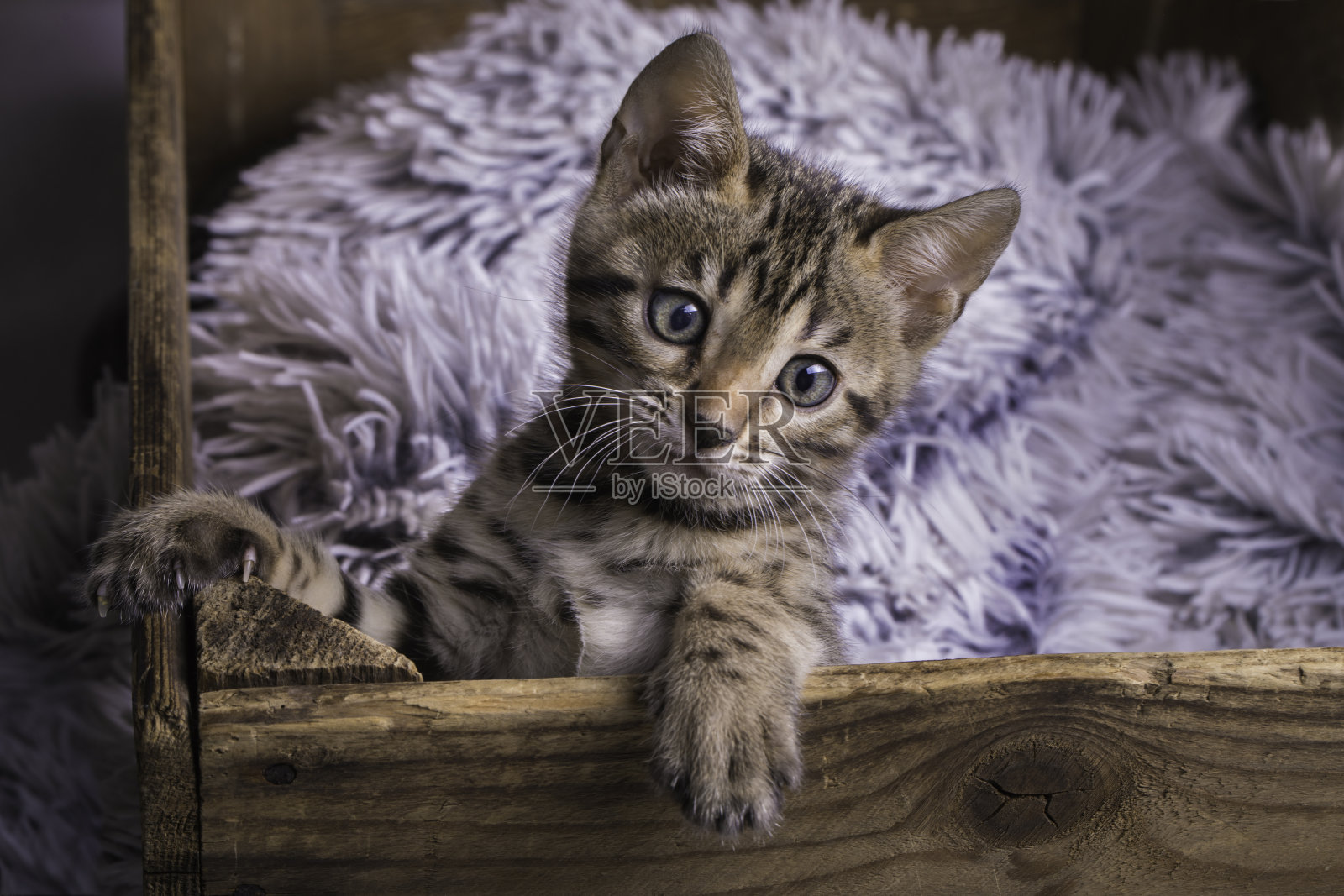 一只黑斑的孟加拉小猫，在一个木制的盒子里，还有一条毛茸茸的毯子照片摄影图片