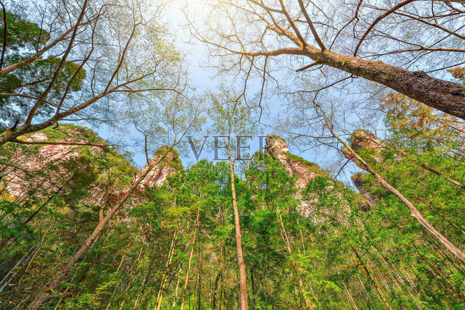 张家界森林公园的树冠。照片摄影图片