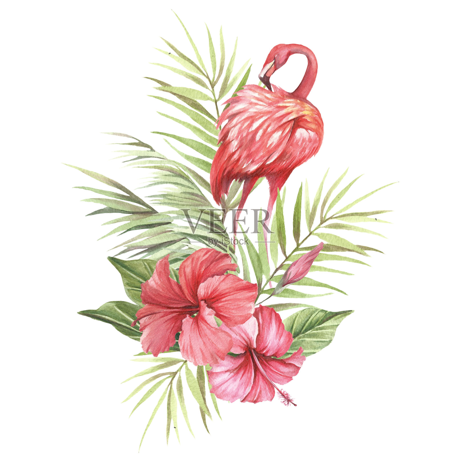火烈鸟有热带的花和叶。手绘水彩插图插画图片素材