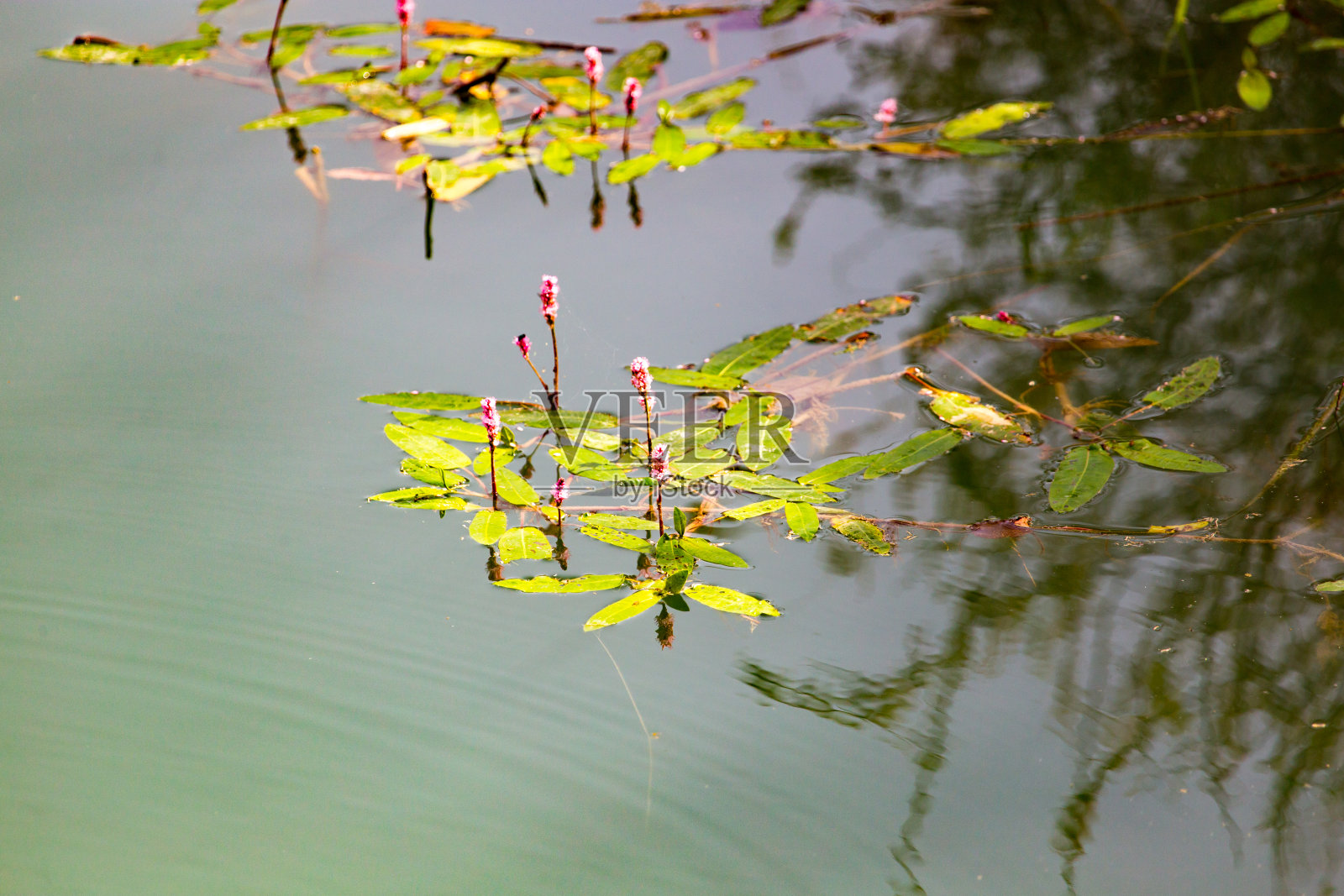 在湖面上种植植物照片摄影图片