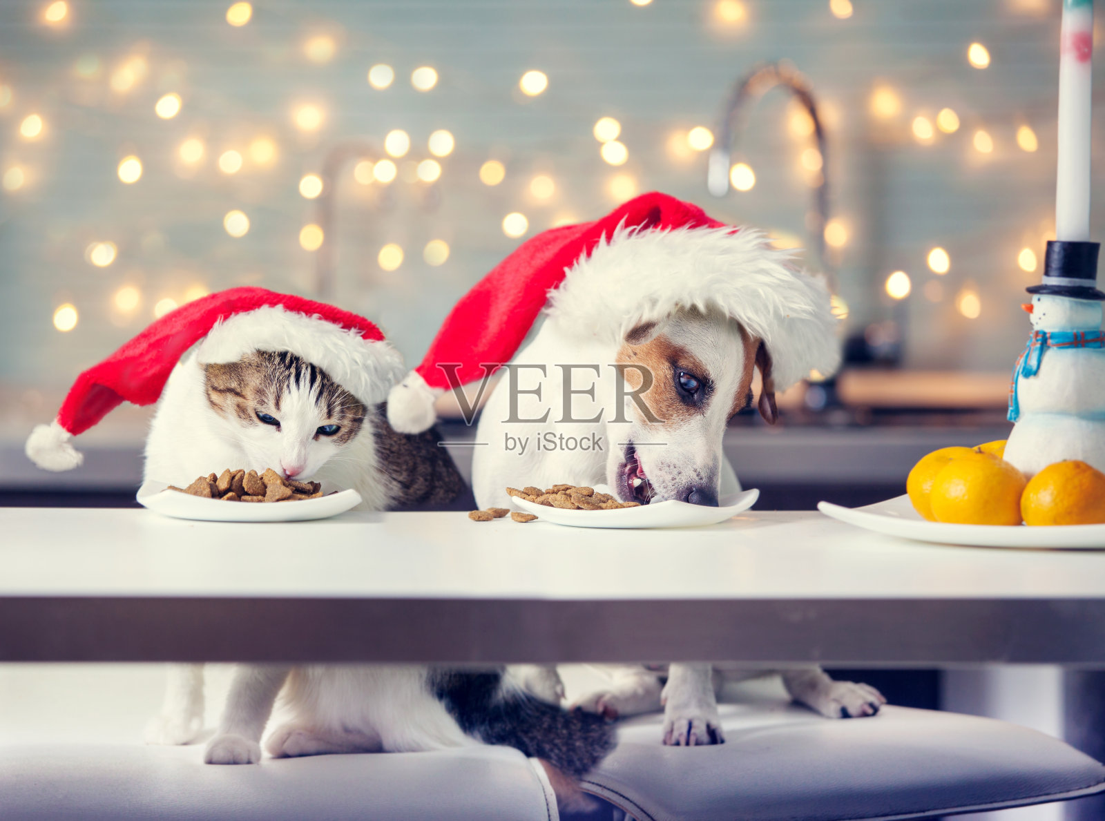 狗和猫在圣诞帽吃食物照片摄影图片