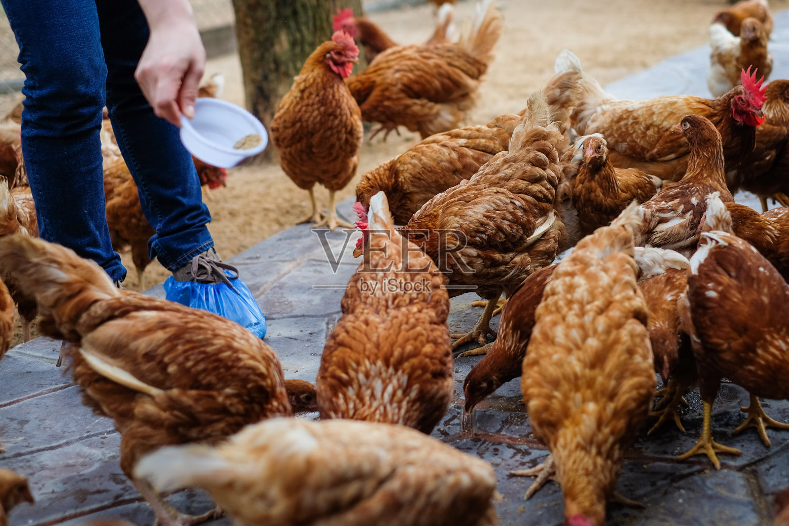 农民拿着动物饲料在白色碗为许多鸡(母鸡)在复古地板为动物背景或纹理-养鸡场的经营理念。照片摄影图片