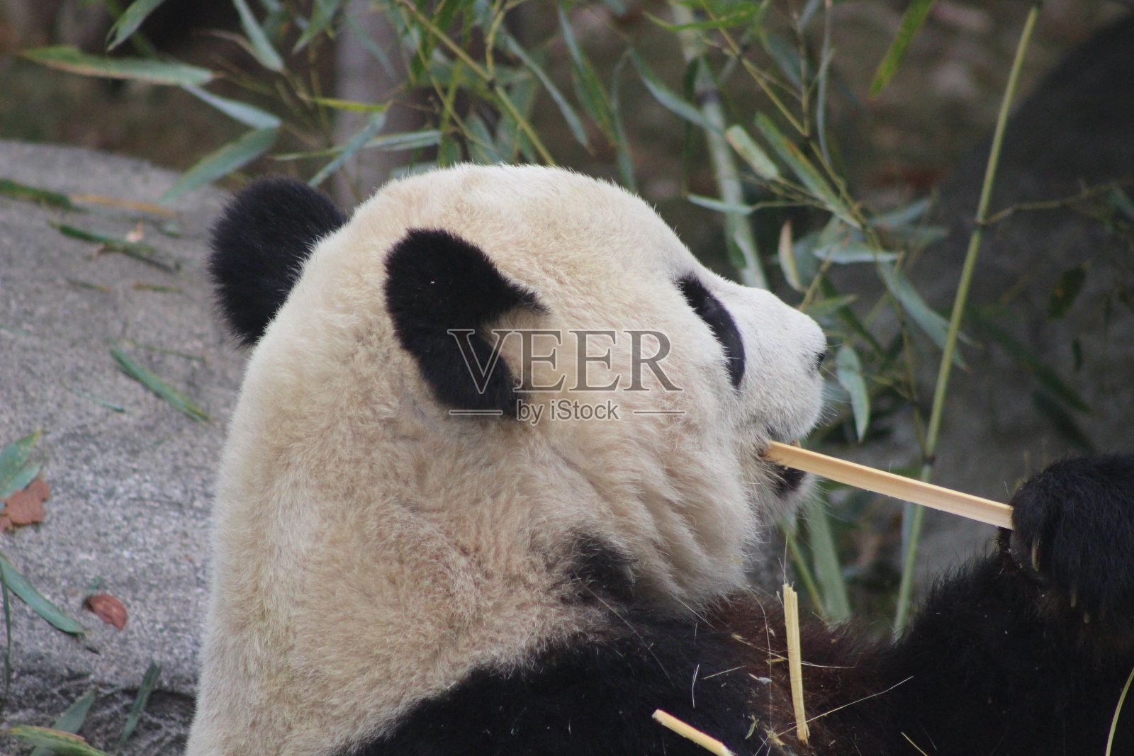 大熊猫吃竹子濒临灭绝的熊照片摄影图片