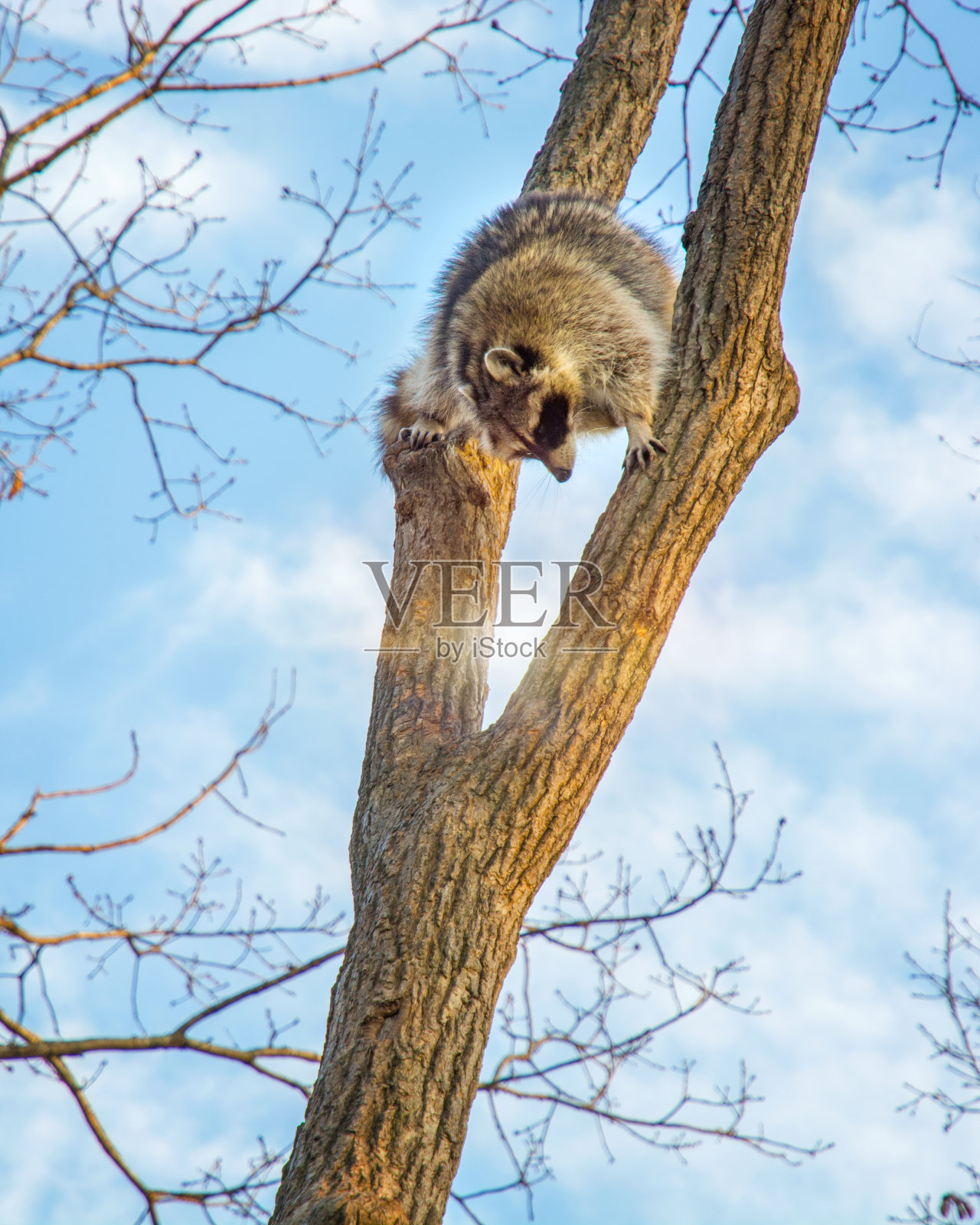 毛茸茸的浣熊坐在高高的树上看着。照片摄影图片