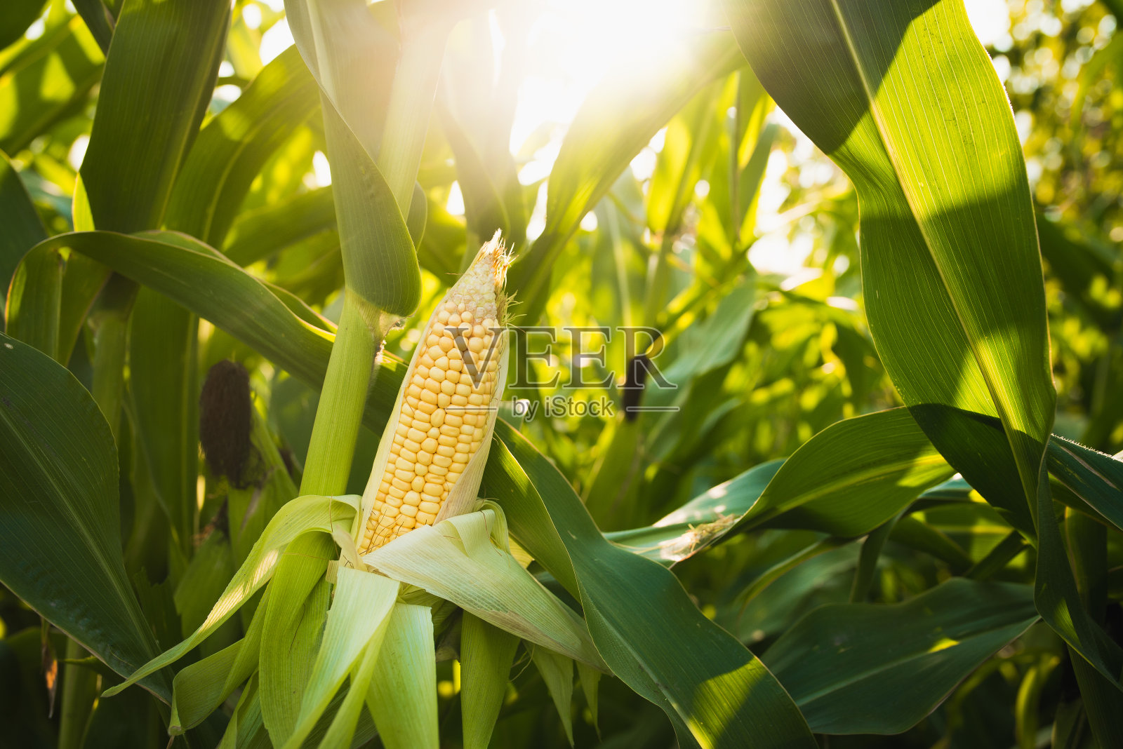绿色田野上的粮食玉米的特写照片摄影图片