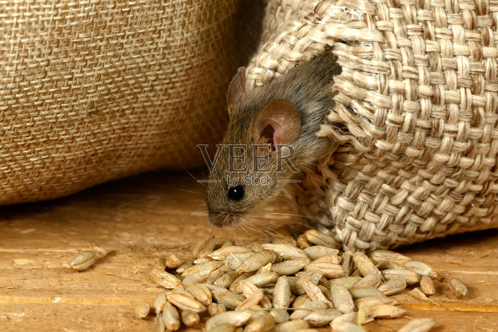 近看，田鼠从仓库里那袋粮食的洞里钻了出来照片摄影图片
