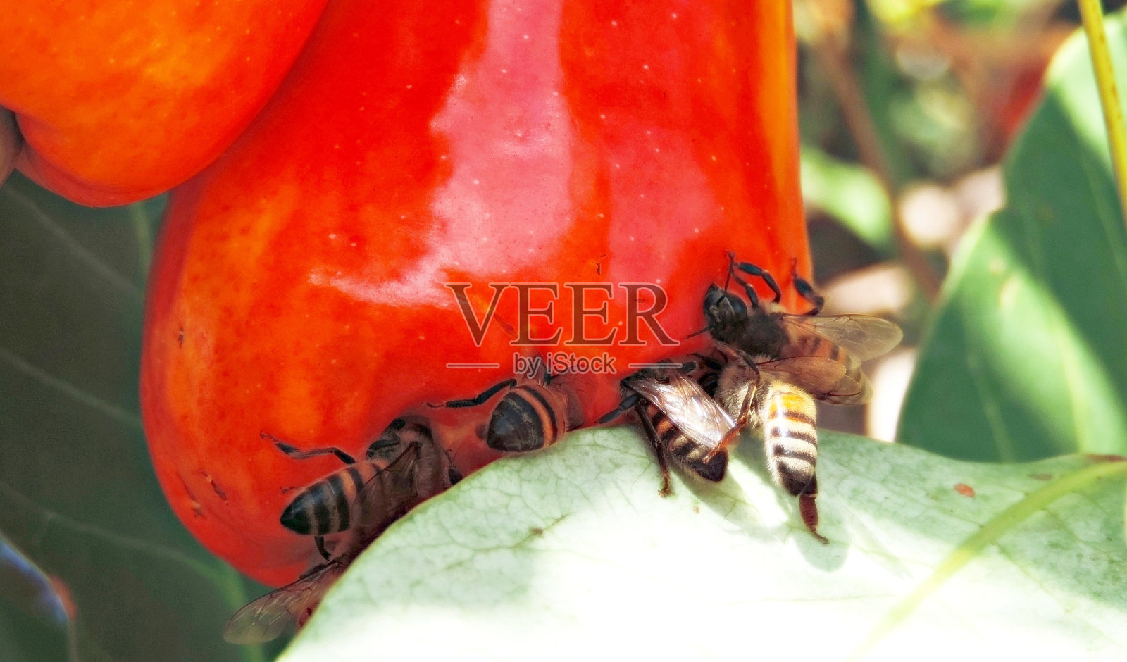 蜜蜂以腰果为食照片摄影图片