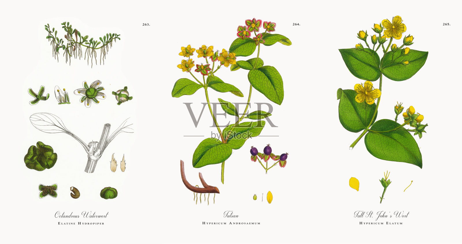 八角莲-神农架植物-图片
