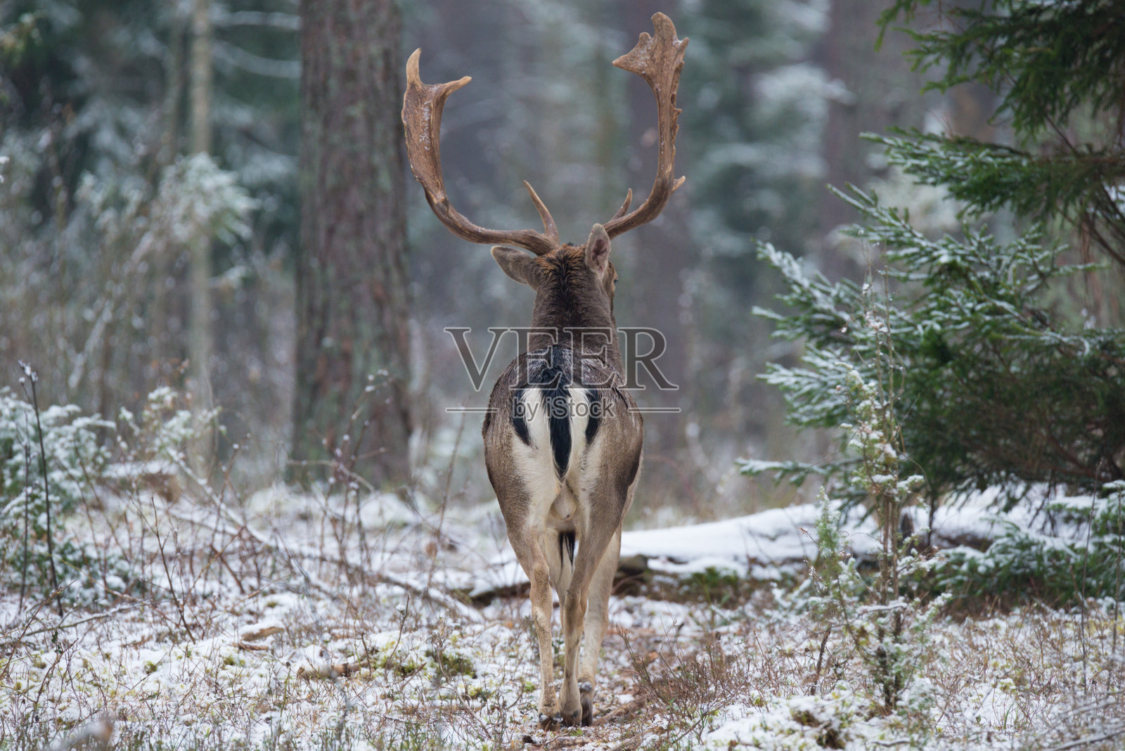 成年黇鹿，进入森林，后景。威严有力的成年休闲鹿，Dama Dama，在冬天的森林，白俄罗斯。来自欧洲自然的野生动物场景。一只雄休鹿(丹尼尔)照片摄影图片