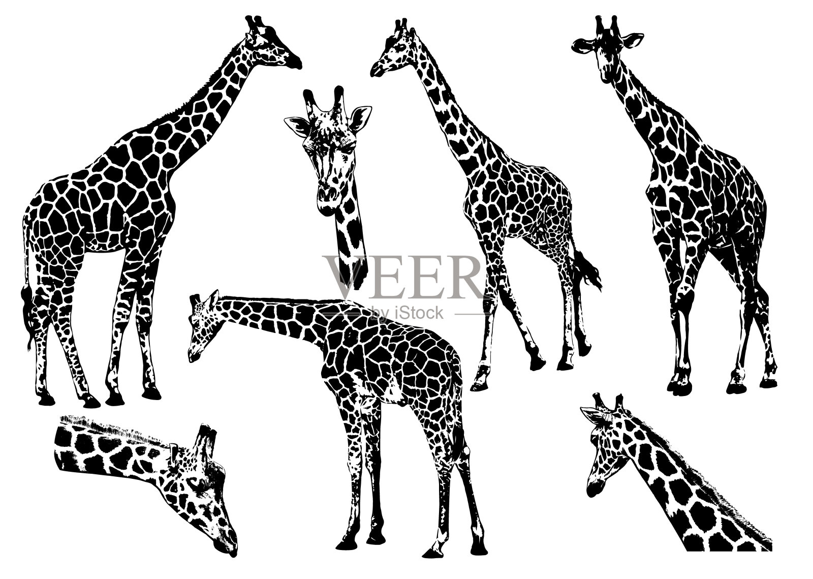 长颈鹿、向量集合插画图片素材