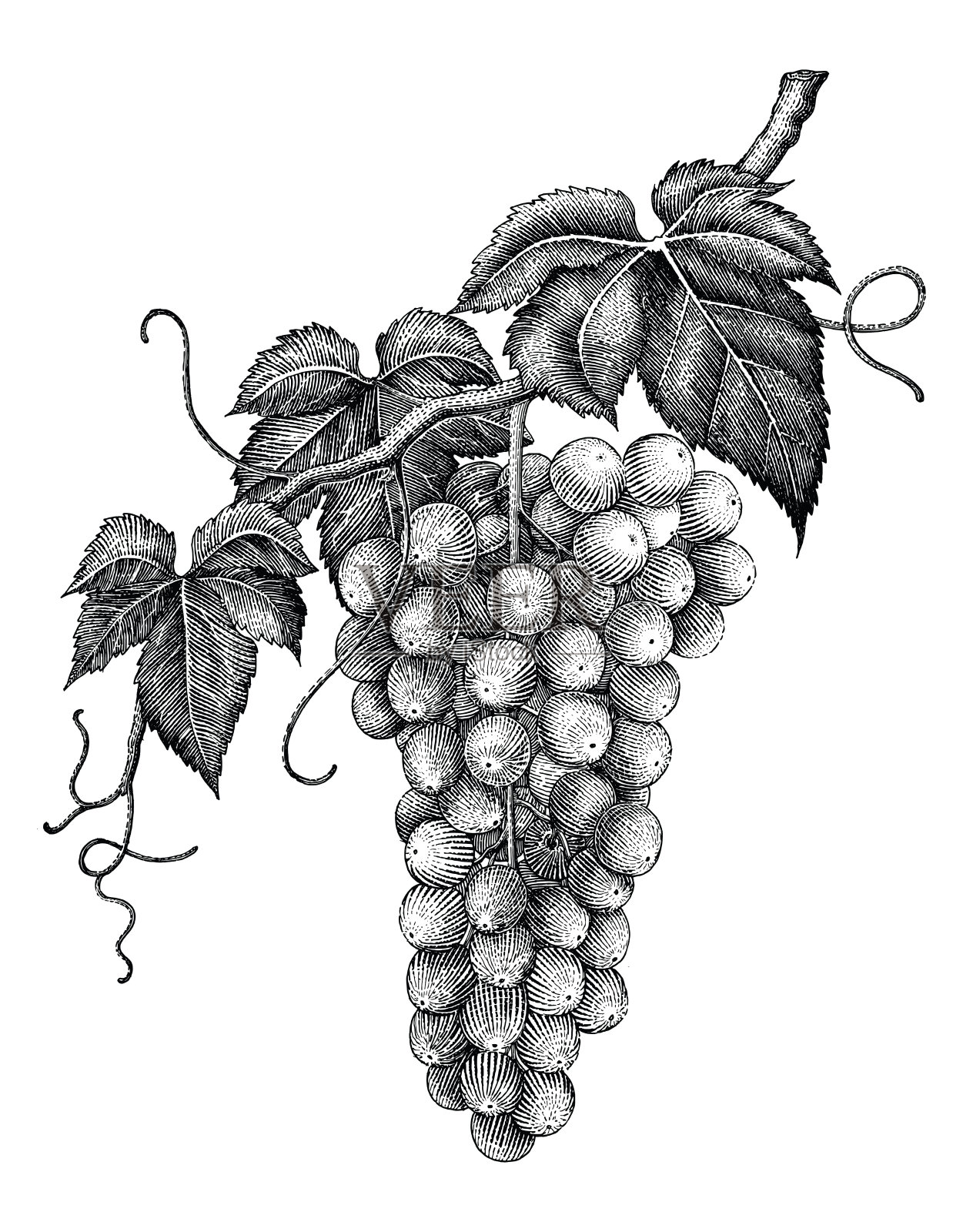 葡萄枝手绘雕刻年份孤立在白色背景上设计元素图片