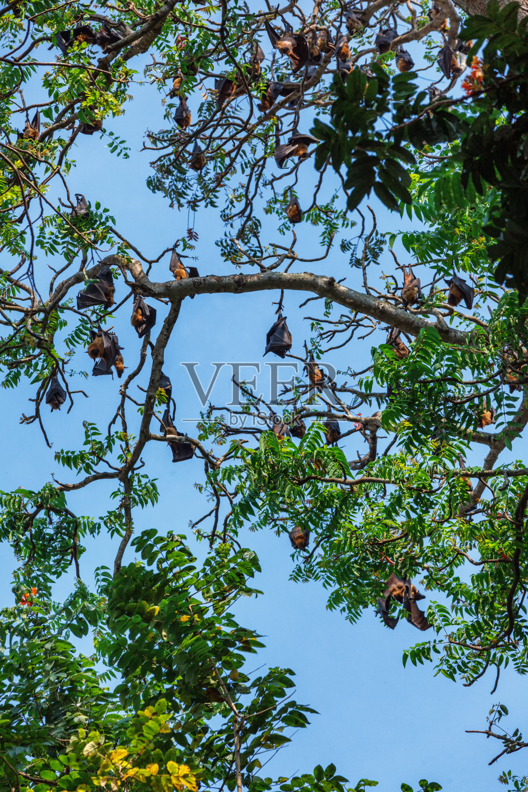 许多蝙蝠挂在树上——飞狐大翼龙白天在一棵大树上睡觉。照片摄影图片