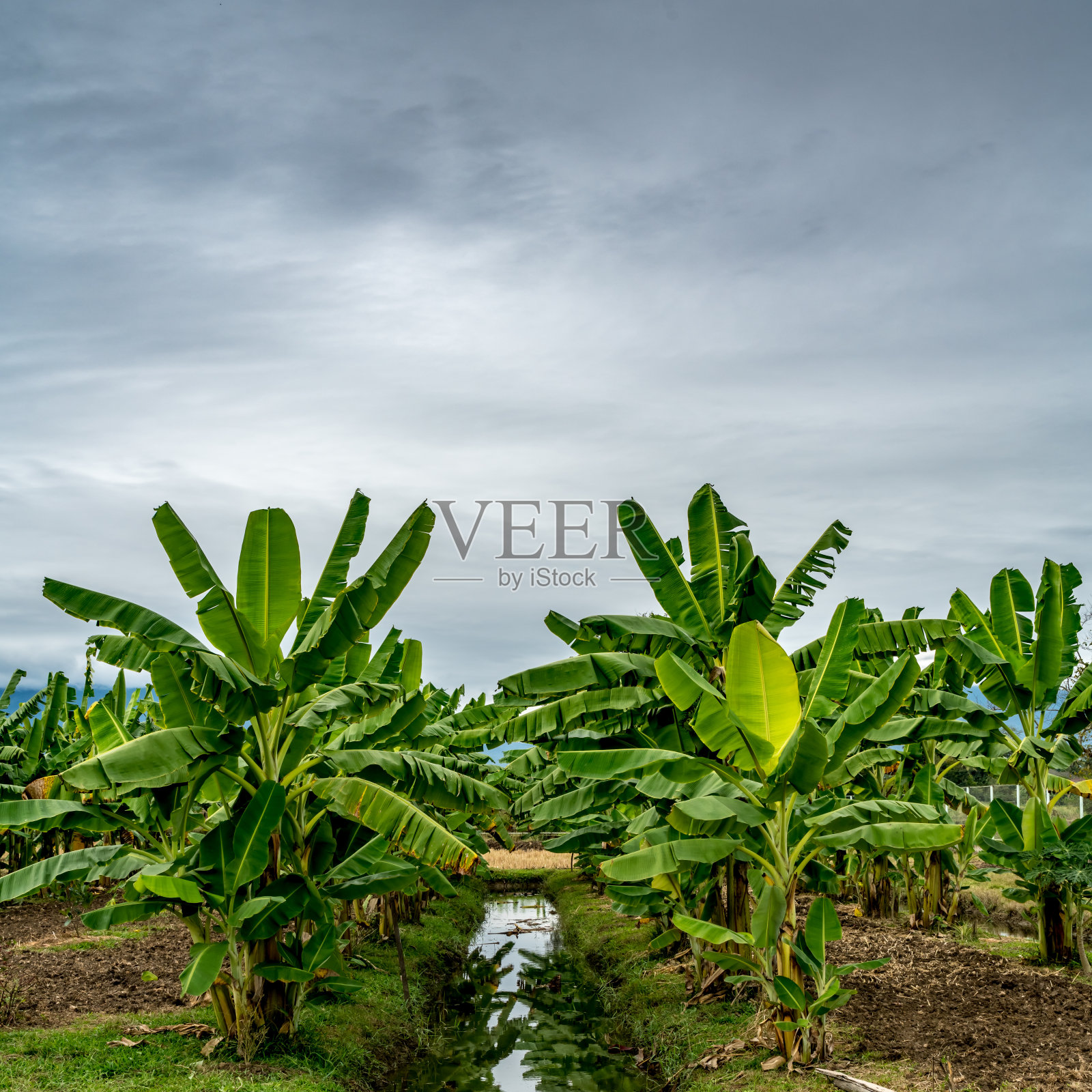 香蕉农场照片摄影图片