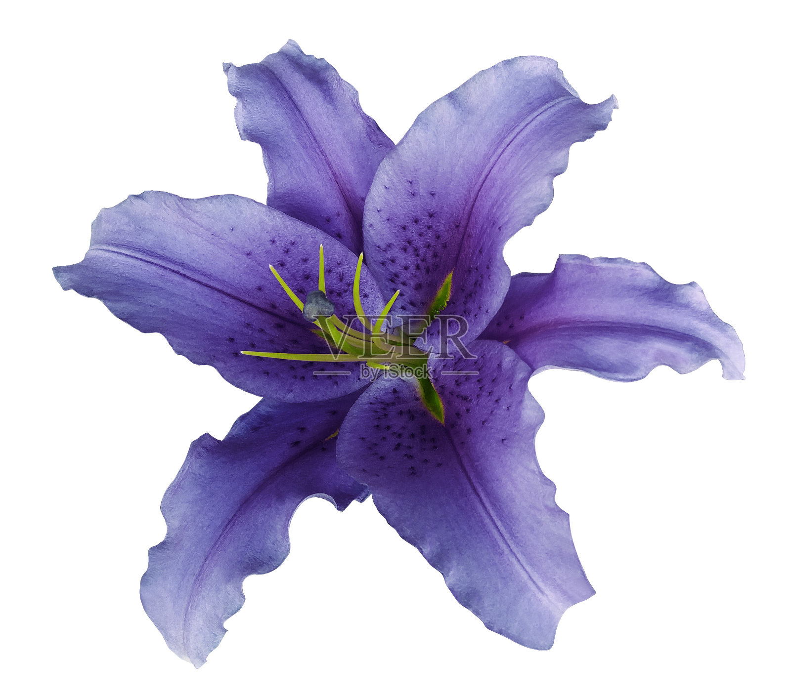 紫罗兰百合花在白色孤立的背景与修剪路径没有阴影。用于设计，纹理，边框，框架，背景。特写镜头。大自然。照片摄影图片
