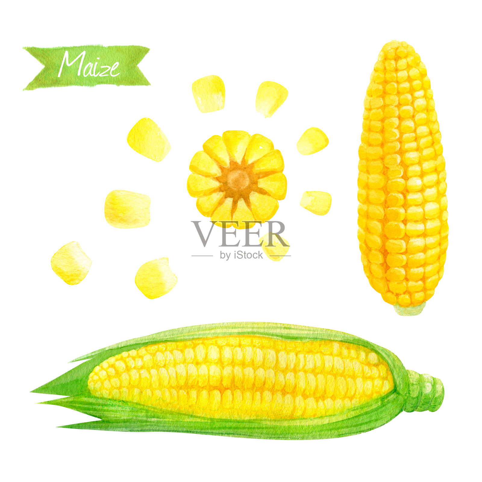 玉米水彩插图插画图片素材