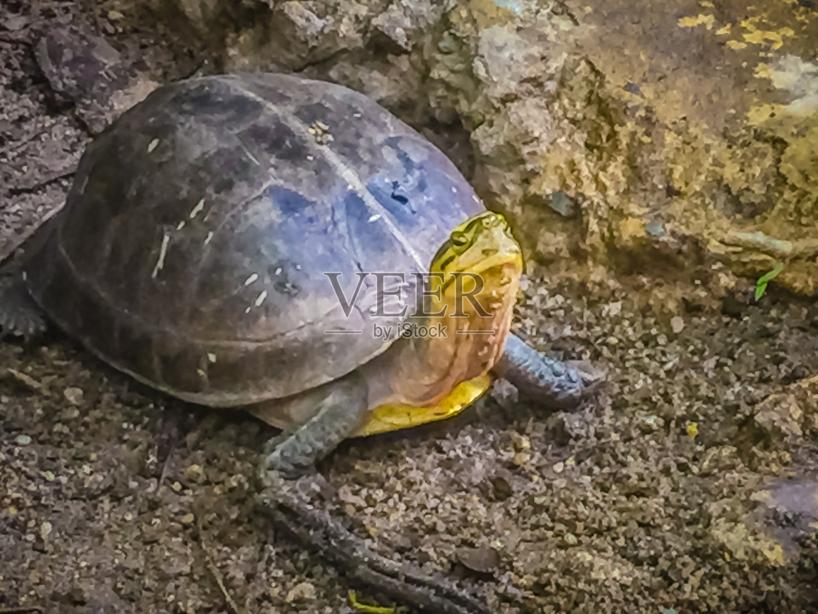 亚洲箱龟，暹罗箱龟(暹罗箱龟)有一个黑色橄榄的头部，侧面有三条黄色条纹。照片摄影图片