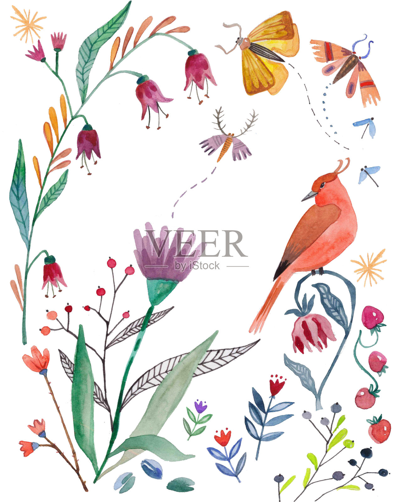 水彩植物和花卉，鸟类和昆虫插画图片素材