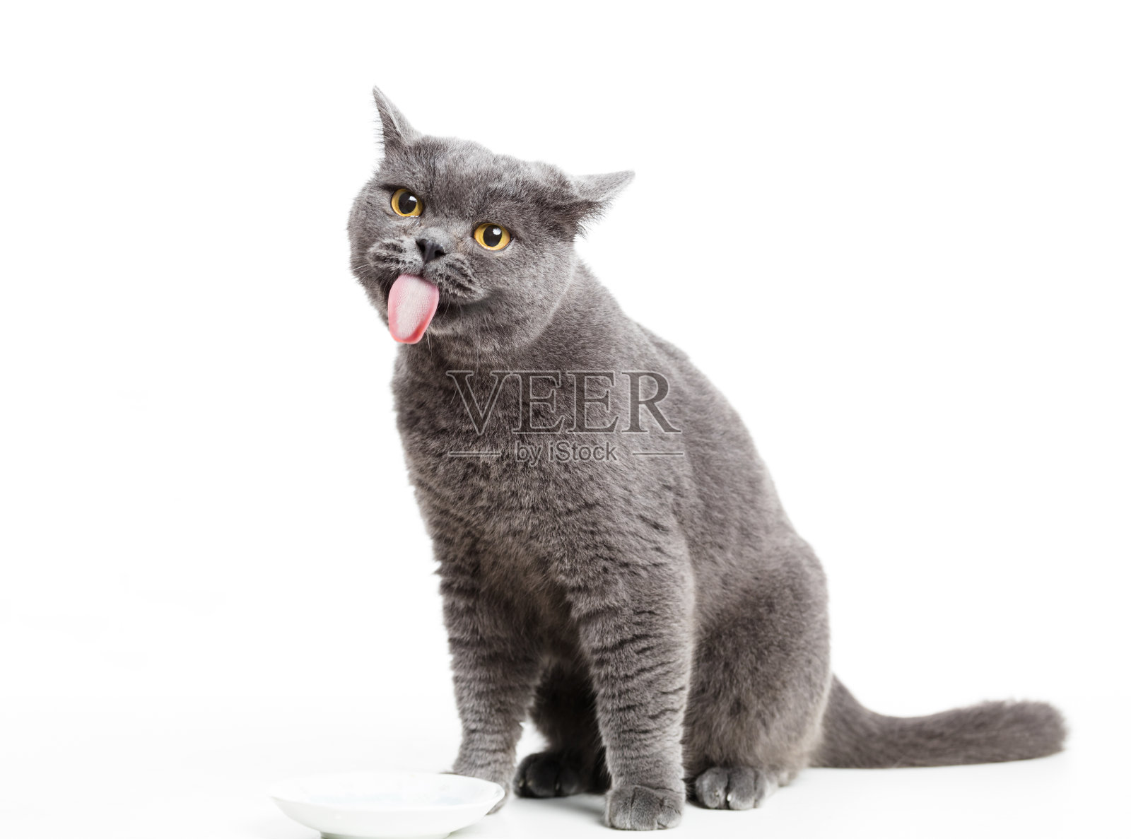 一只英国灰猫在舔她的嘴唇照片摄影图片