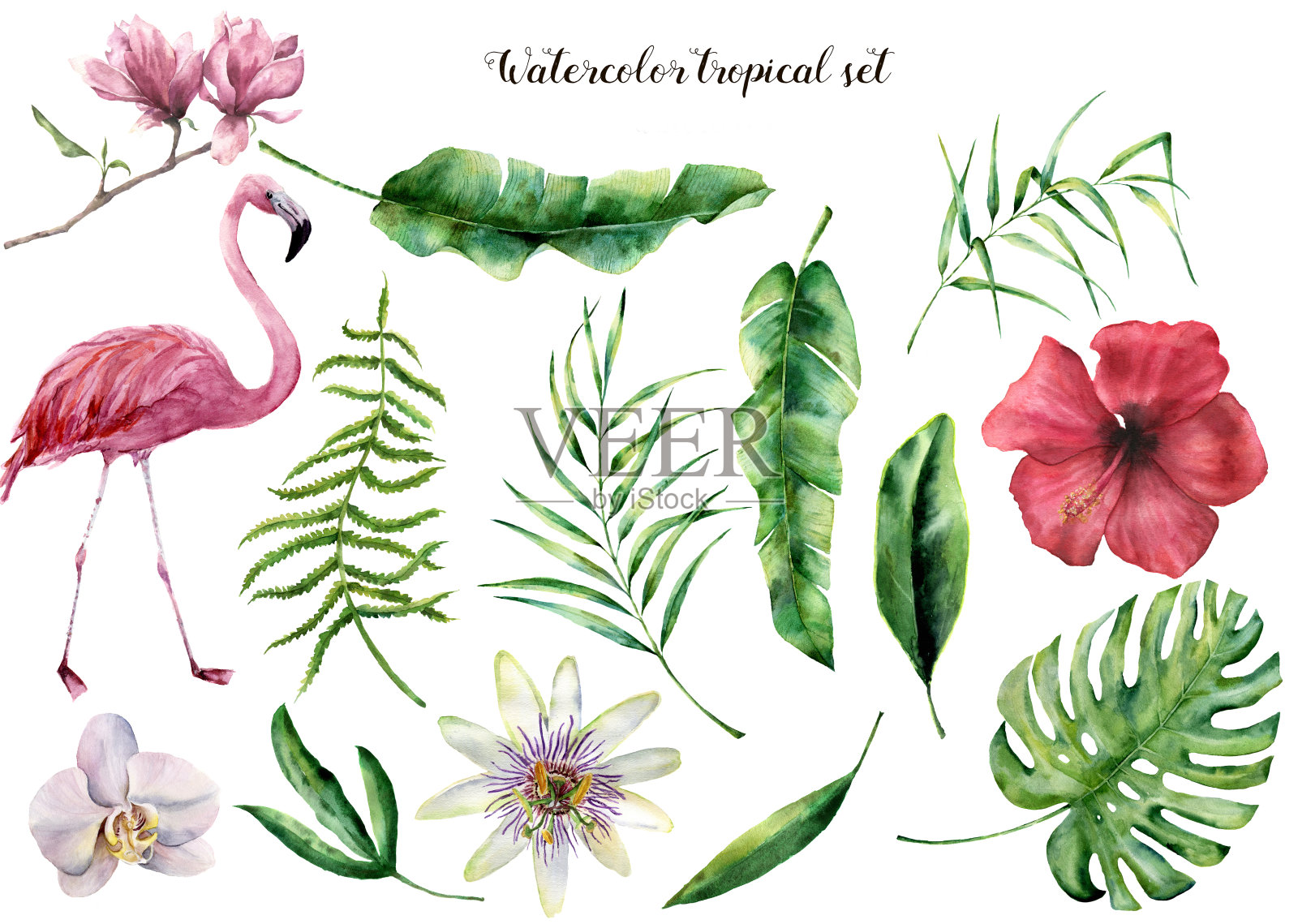 水彩设置热带树叶和火烈鸟。手绘棕榈枝、蕨类和木兰叶。在白色背景上孤立的热带植物。植物插图。设计、印刷插画图片素材