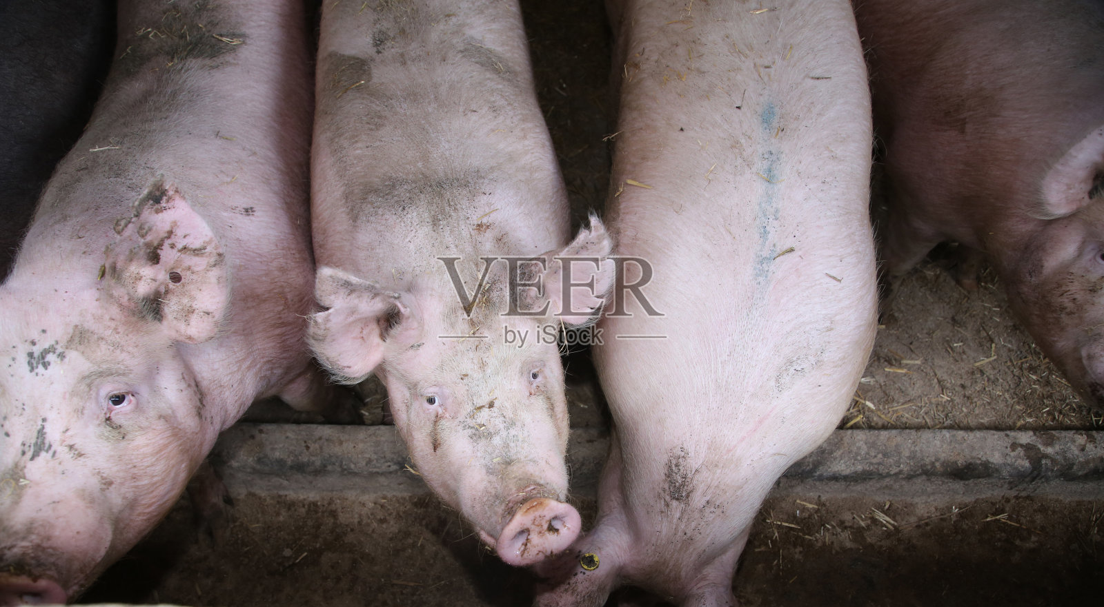 饥饿的粉红色大母猪的特写照片照片摄影图片