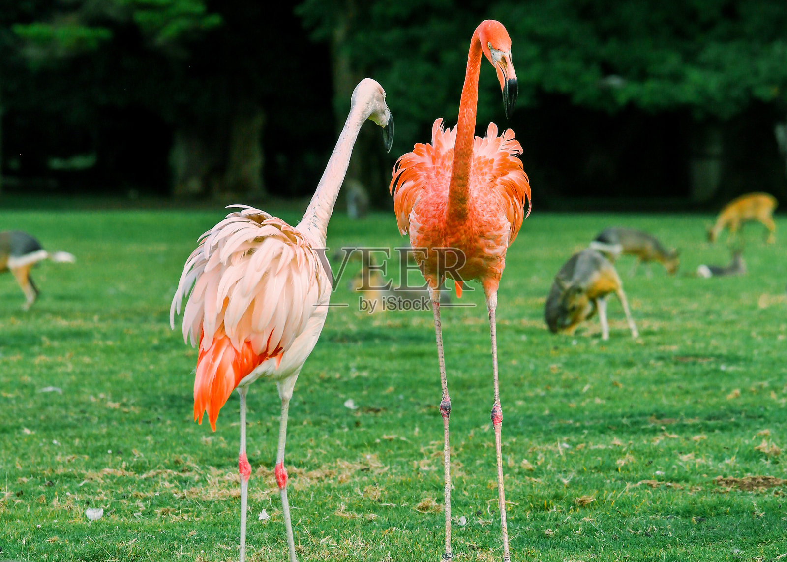 美丽的粉红色火烈鸟与野生动物的背景照片摄影图片