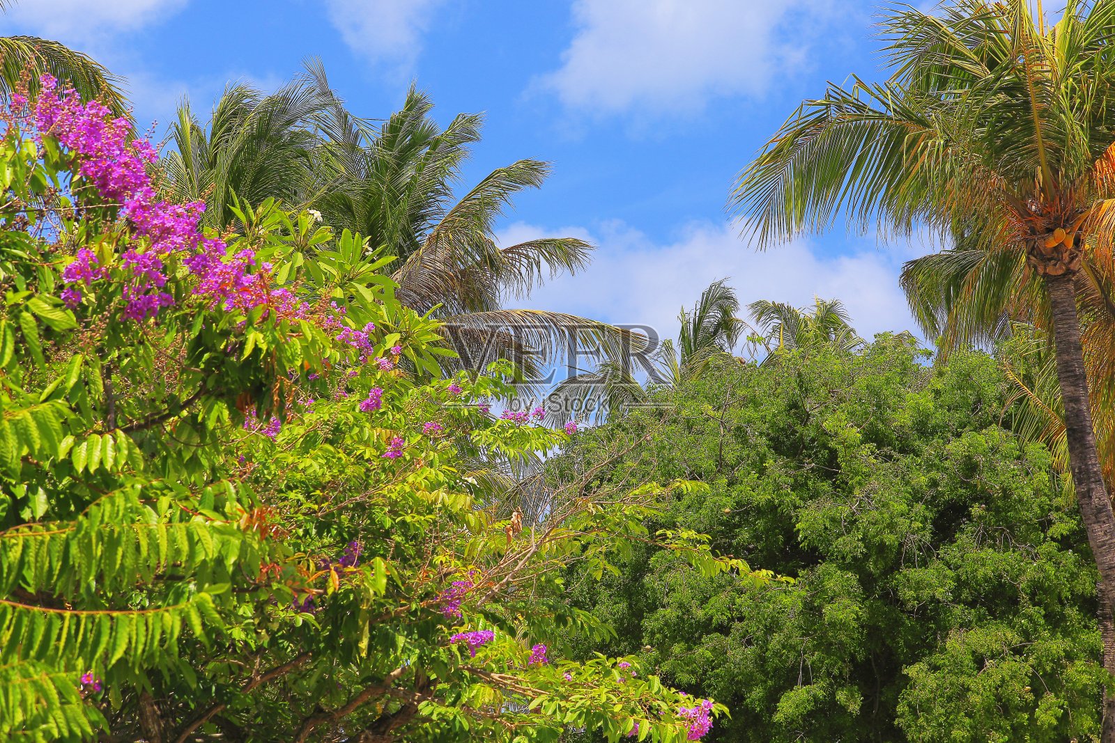 波利尼西亚的热带天堂放松，在椰树和鲜花叶子的阴影下-夏威夷群岛，美国照片摄影图片