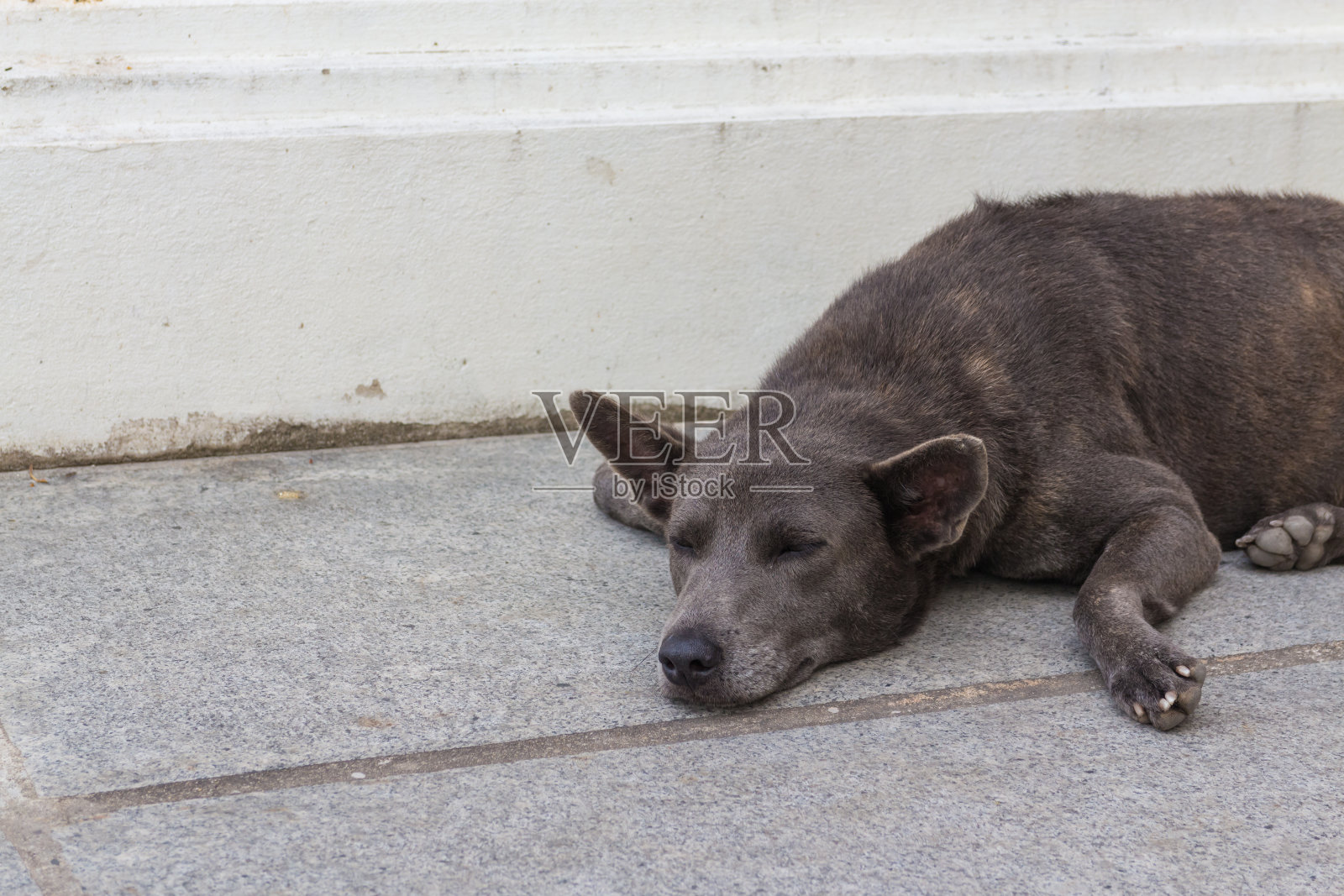 黑狗睡在人行道上照片摄影图片