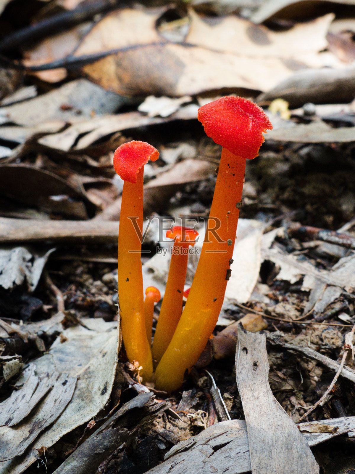 Mycena sp。真菌照片摄影图片