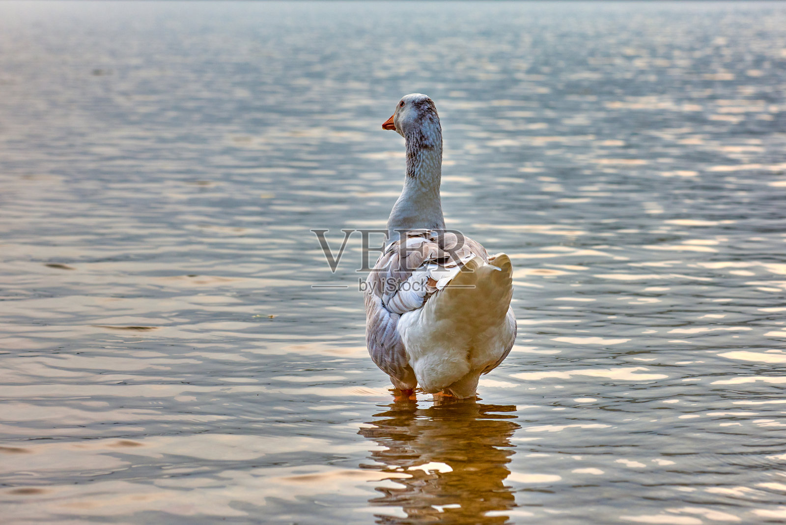 鹅站在池塘或湖旁，以散景为背景照片摄影图片