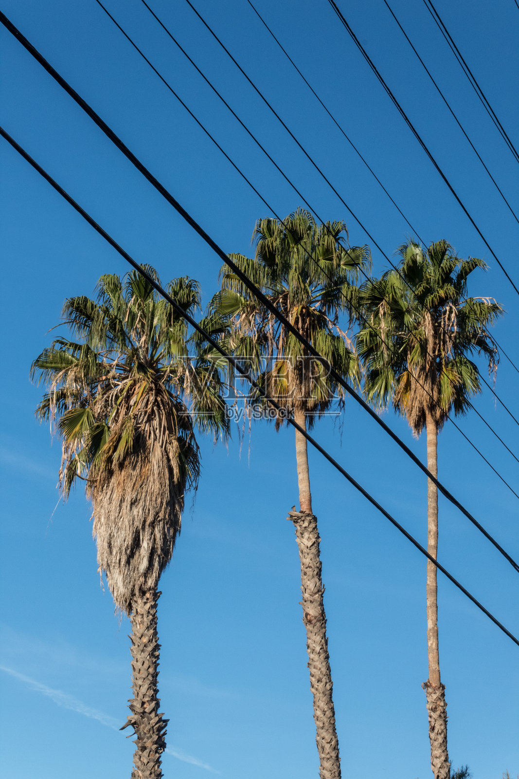 透过电线可以看到三棵华盛顿扇形棕榈树，湛蓝的天空照片摄影图片