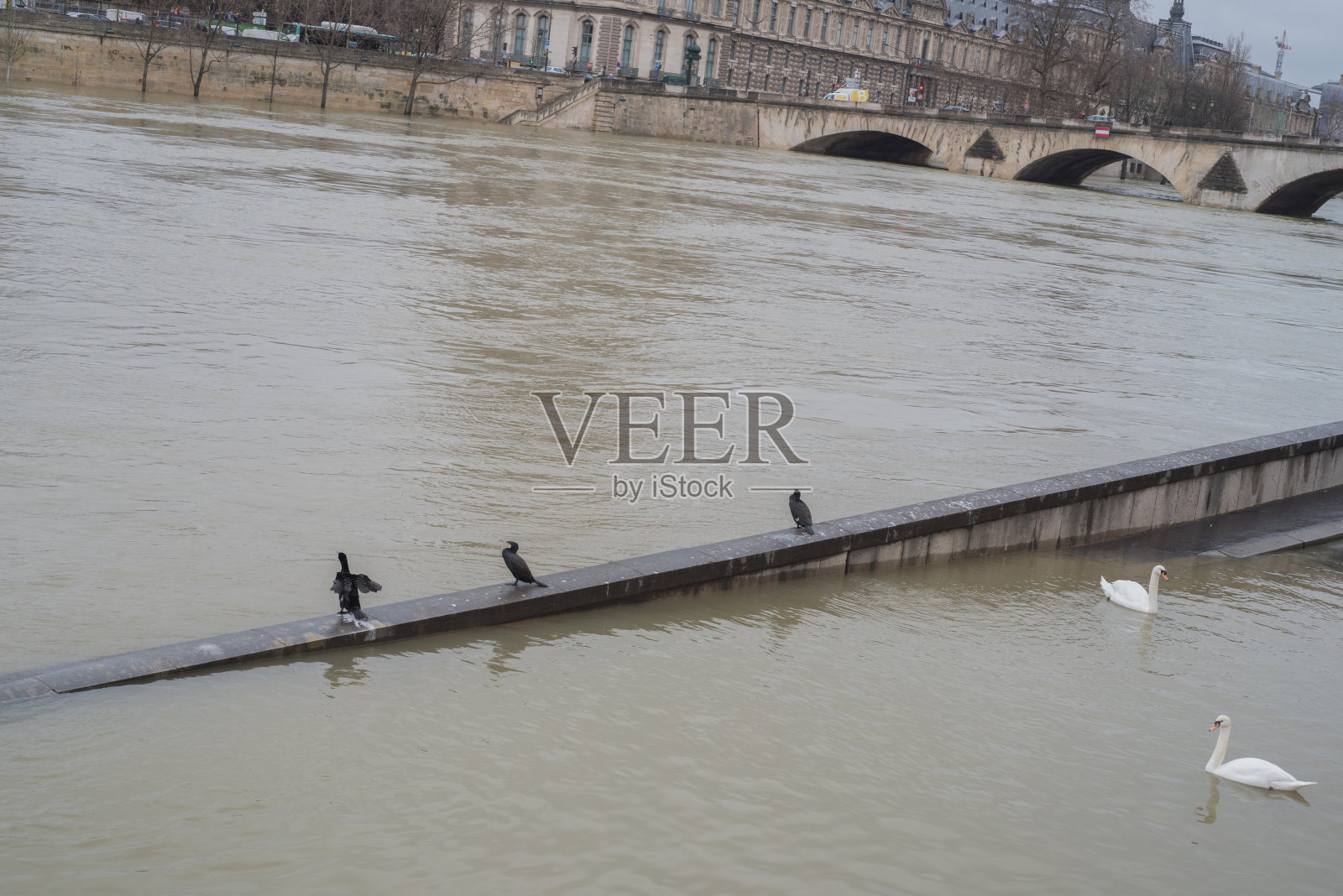 巴黎洪水中的鸬鹚和天鹅照片摄影图片