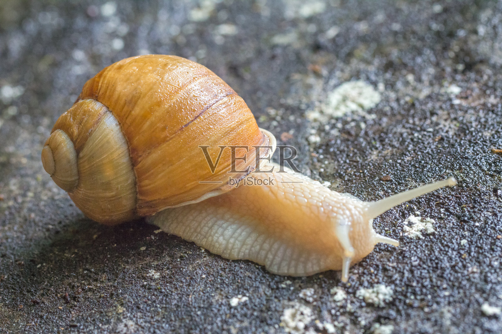 蜗牛与海螺。照片摄影图片