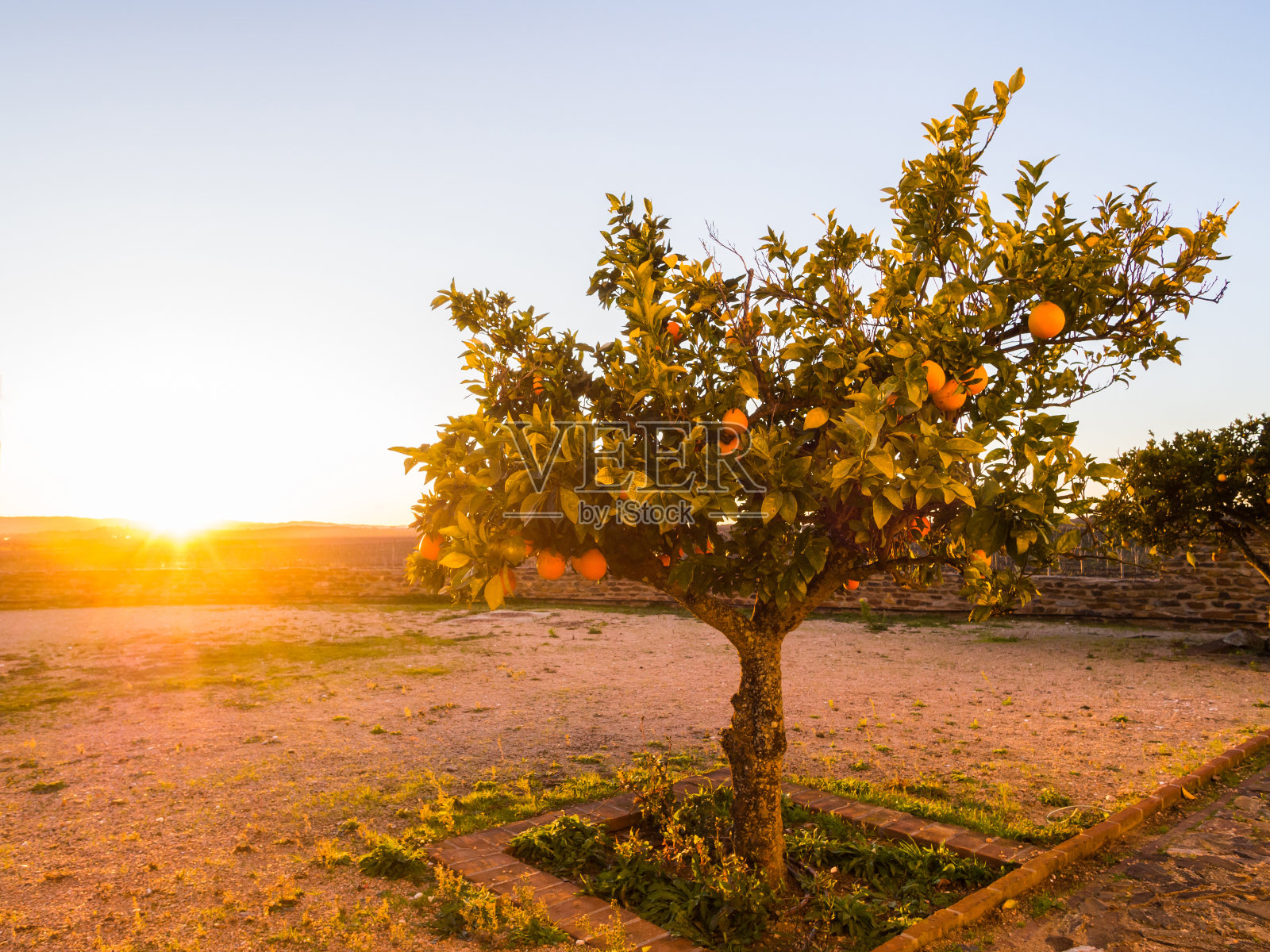 一棵生长在Esporao, Alentejo地区，葡萄牙，日落时分的橘子树照片摄影图片