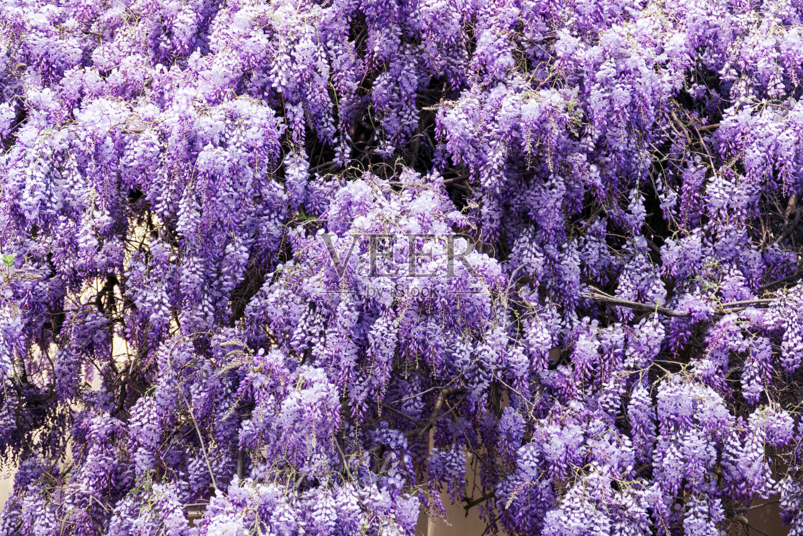 紫藤在春天开花照片摄影图片