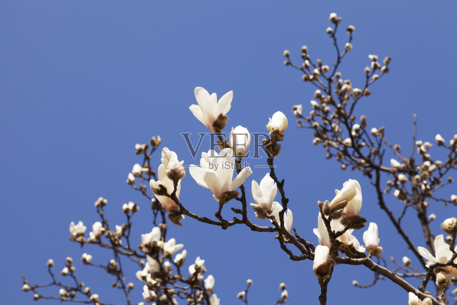 玉兰花在蔚蓝的天空下绽放照片摄影图片