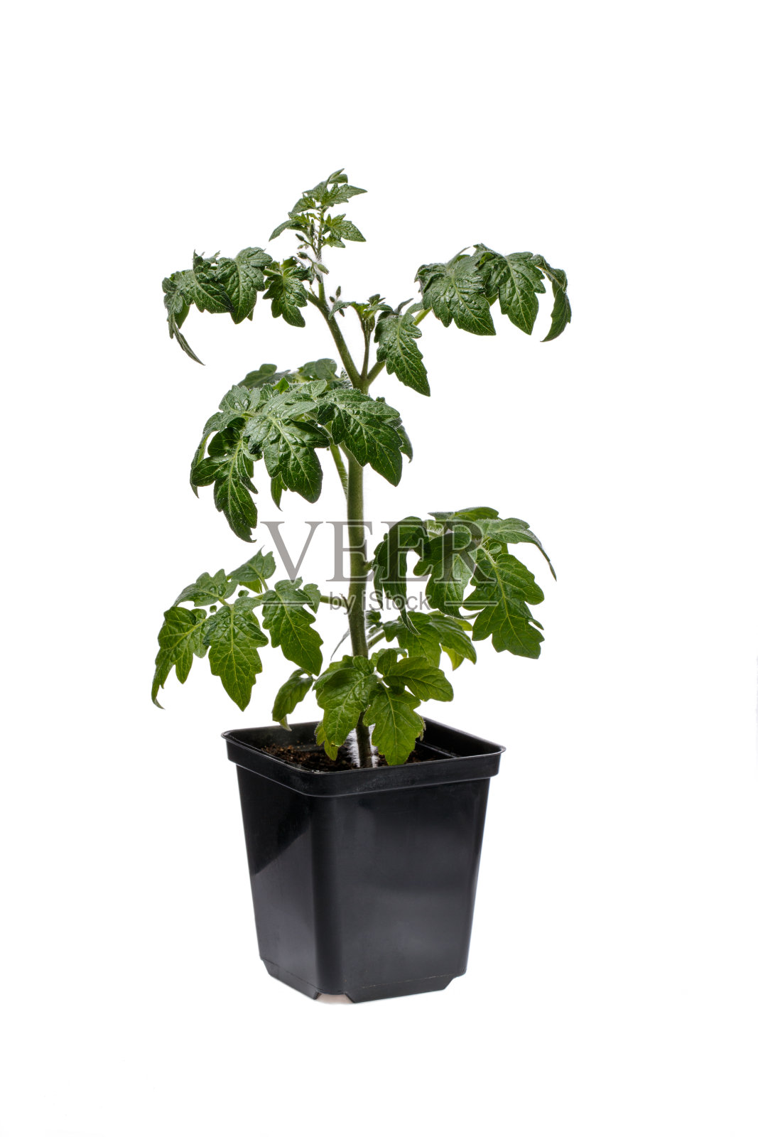 在黑色花盆上孤立的番茄幼苗照片摄影图片