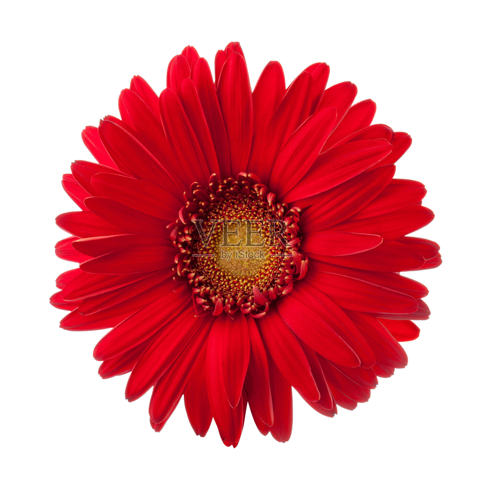 明亮的红色非洲菊花孤立在白色背景上。照片摄影图片