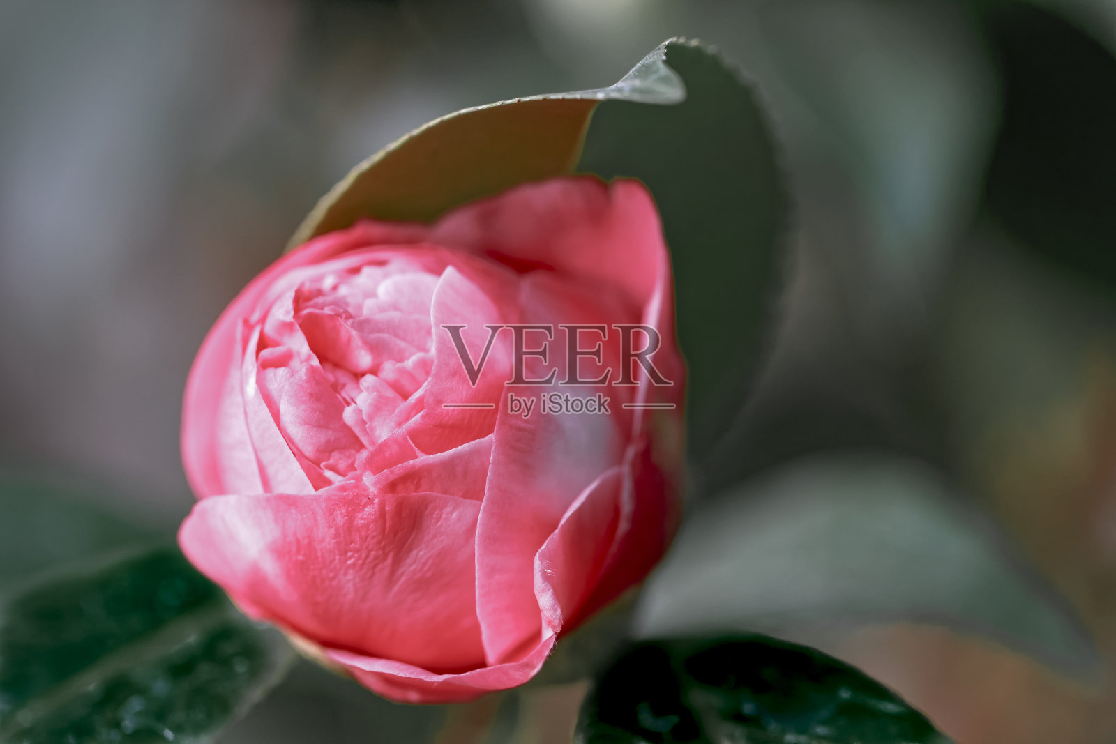 山茶花(Camellia japonica L.)马克斯Goodley山茶科照片摄影图片