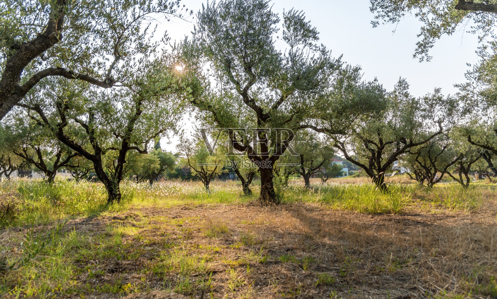 橄榄树丛中，果园清晨，太阳升起。这张图片有gps标记。照片摄影图片