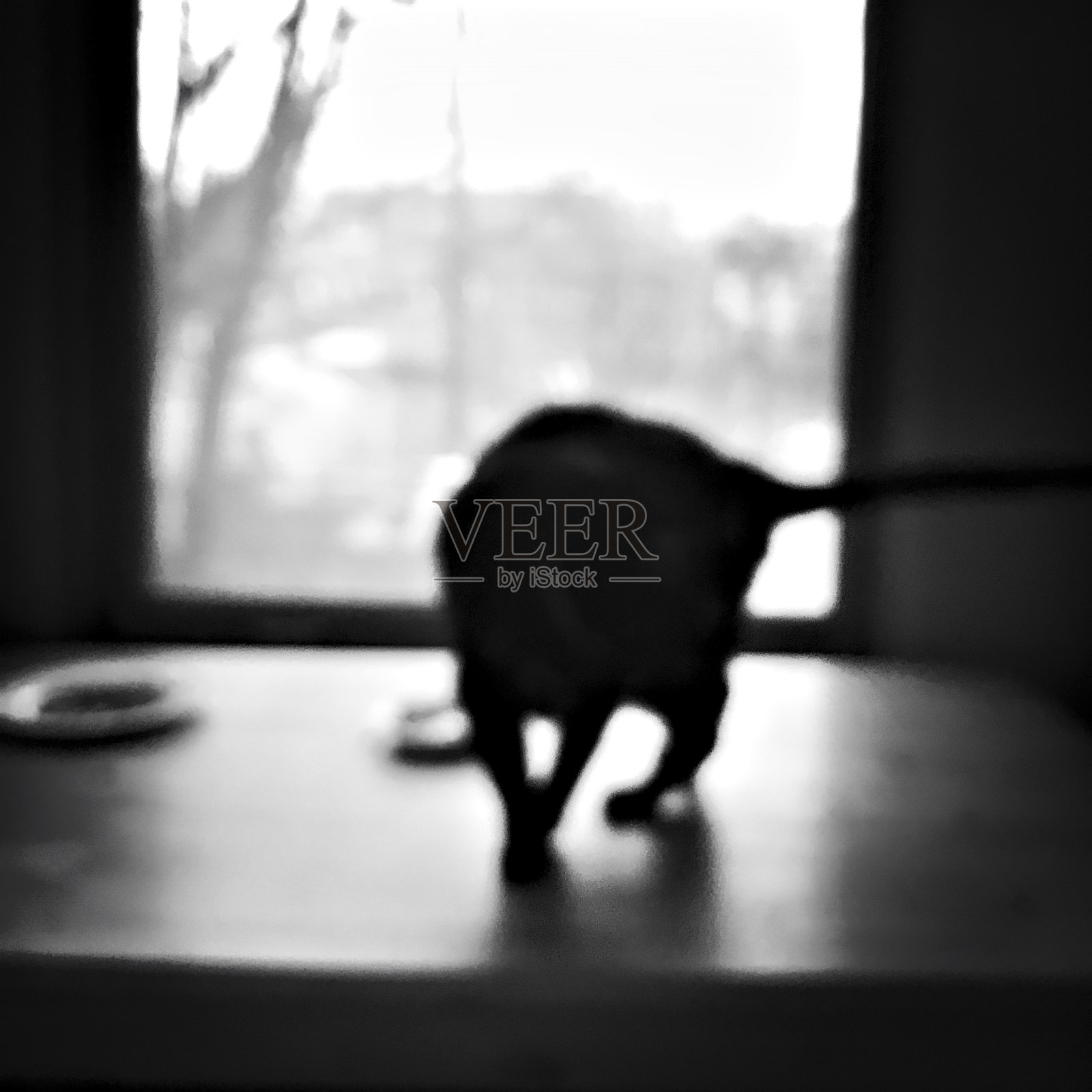 黑猫散焦系列照片摄影图片