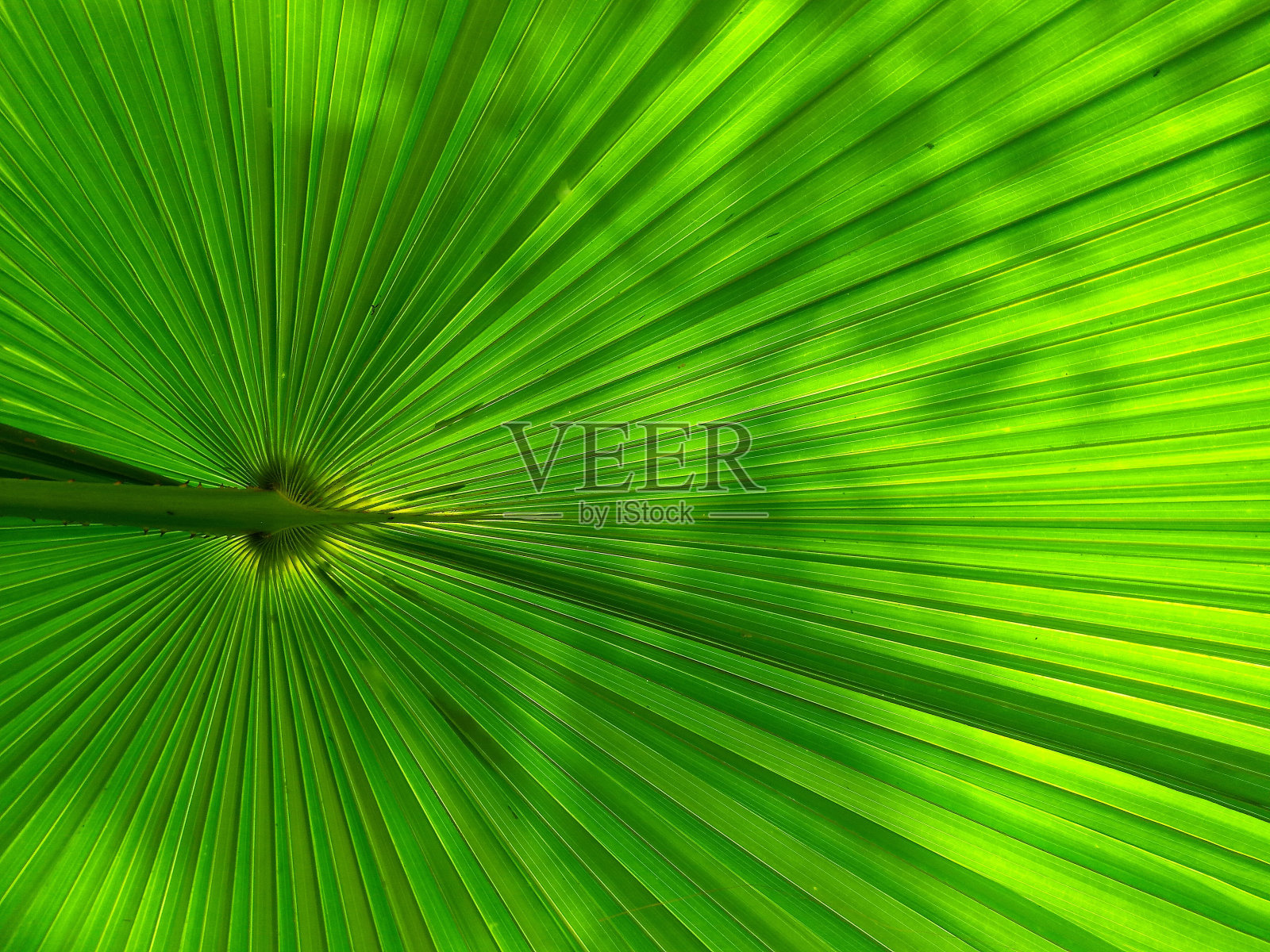 绿色扇棕榈叶自然背景照片摄影图片
