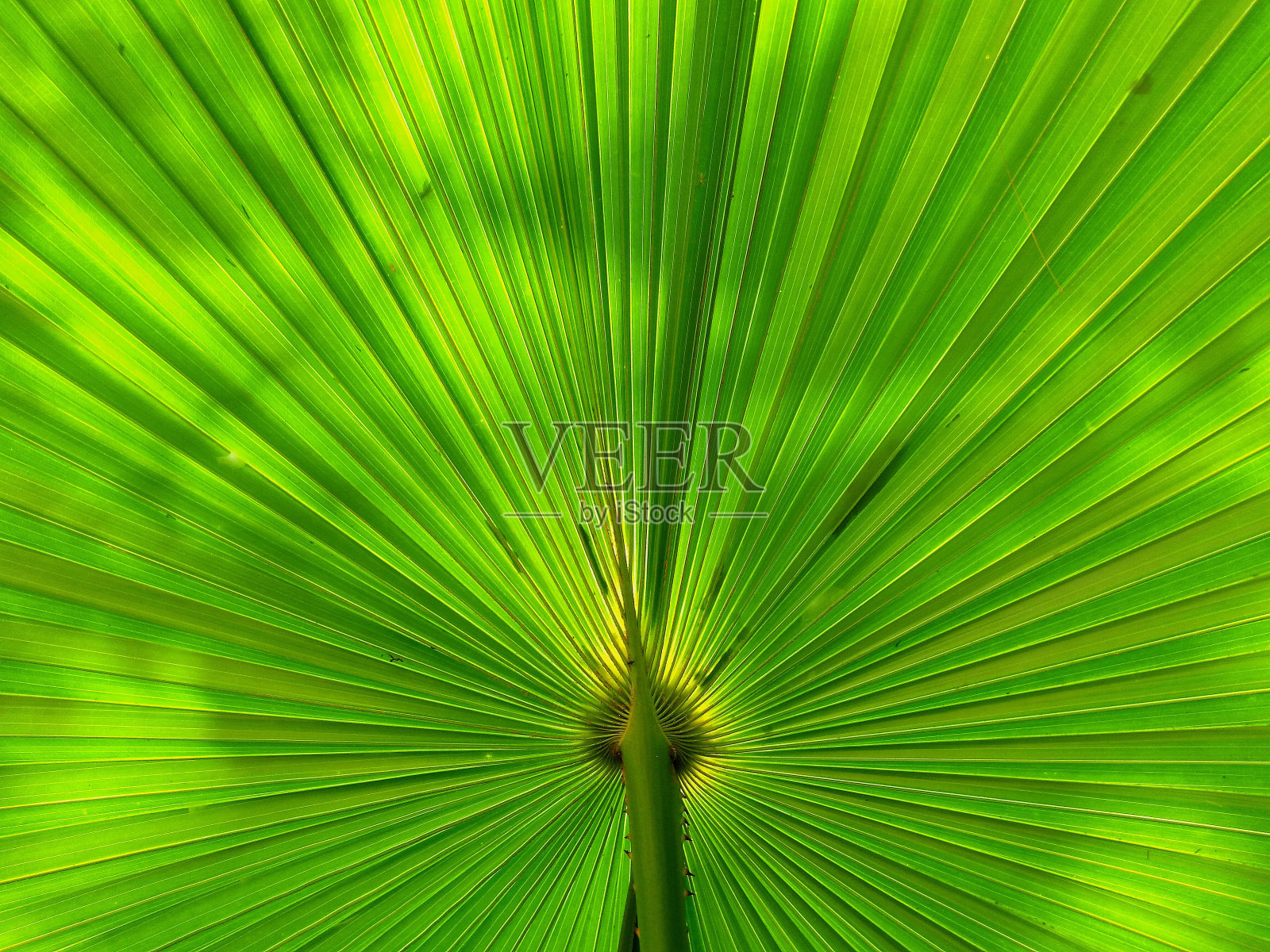 绿色扇棕榈叶自然背景照片摄影图片