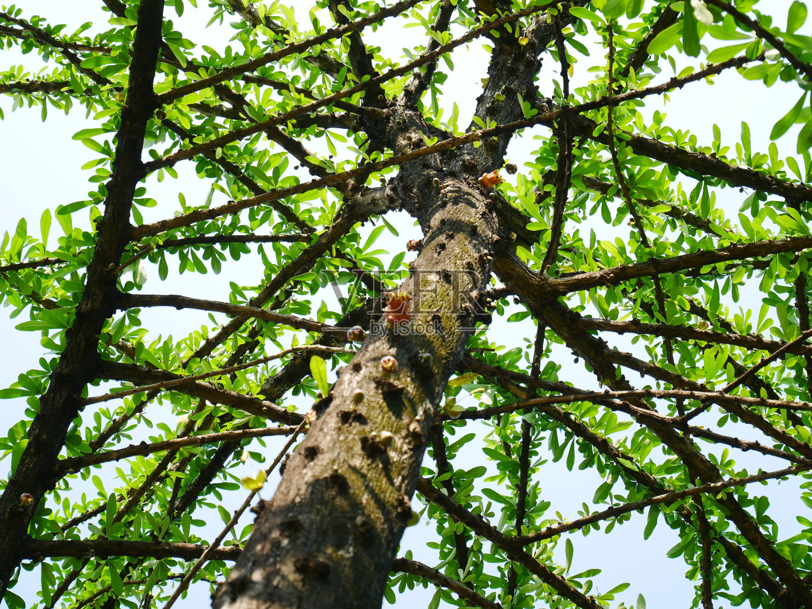 卡拉巴什树， 新月照片摄影图片
