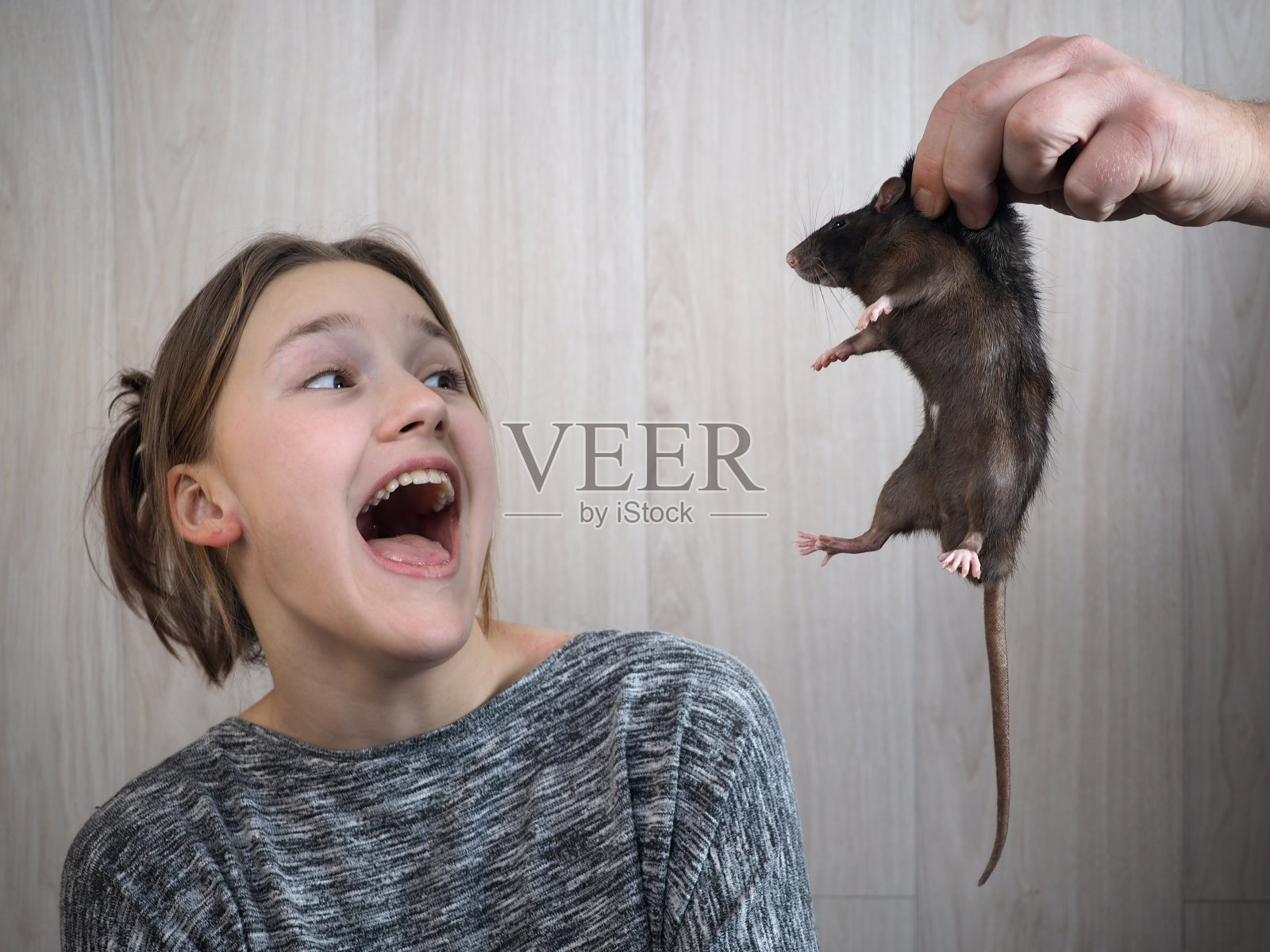 一个男人的手给一个女孩看一只老鼠照片摄影图片